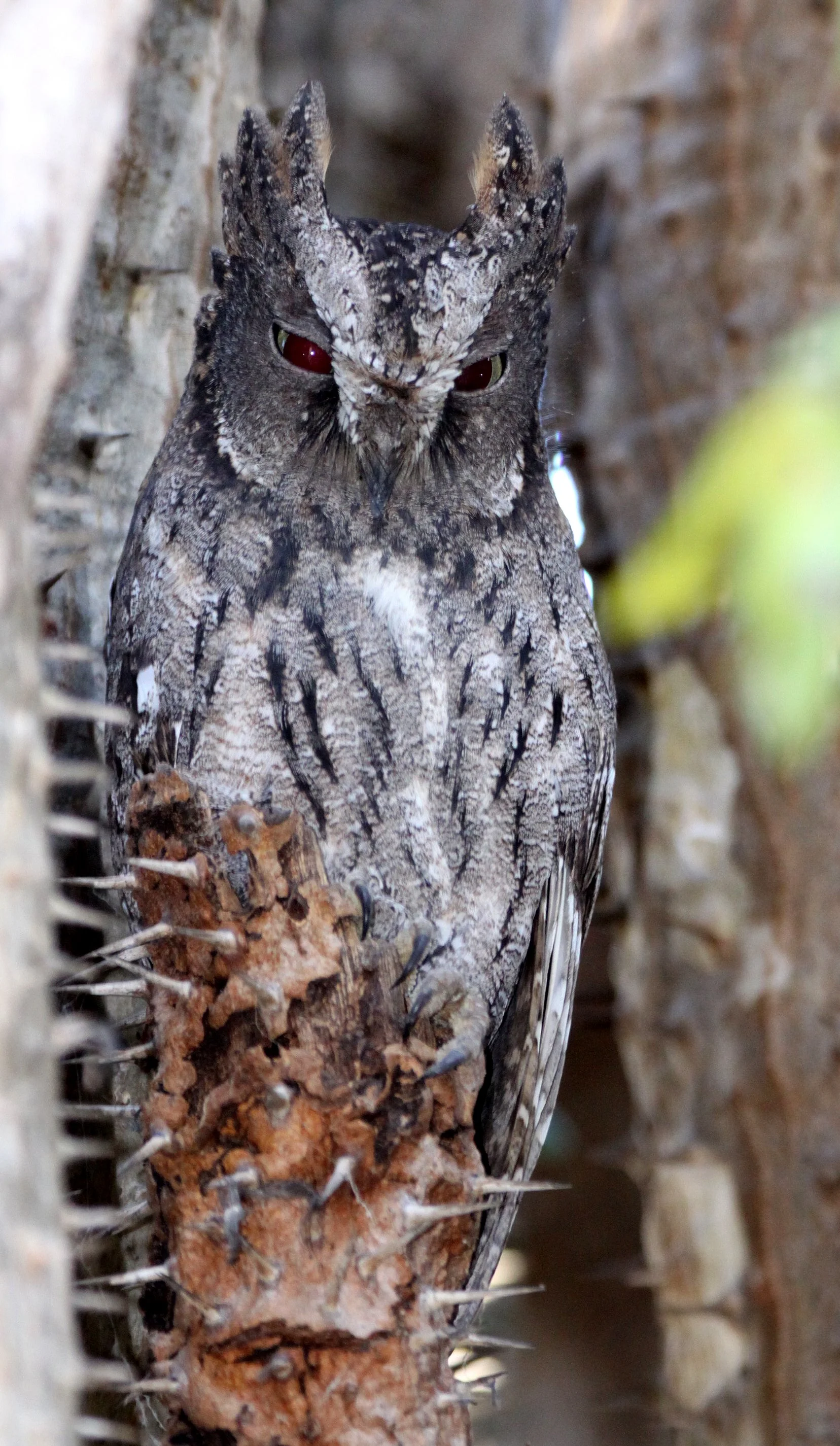 Otus rutilus - MADAGASCAR SCOPS OWL - BERENTY RESERVE MADAGASCAR (8).JPG