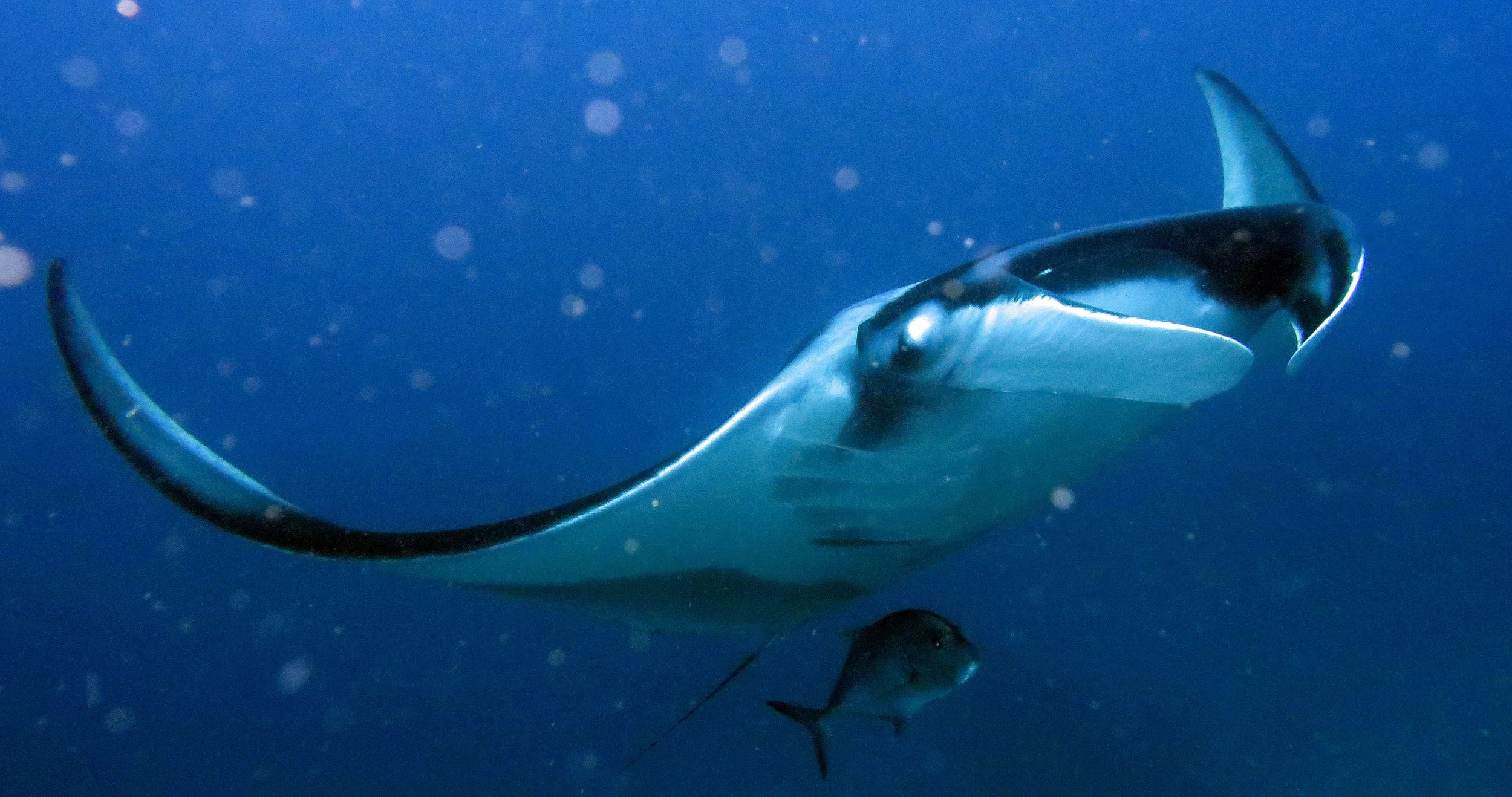 2016 Similans Dive Trip with ISB GCW (6).JPG