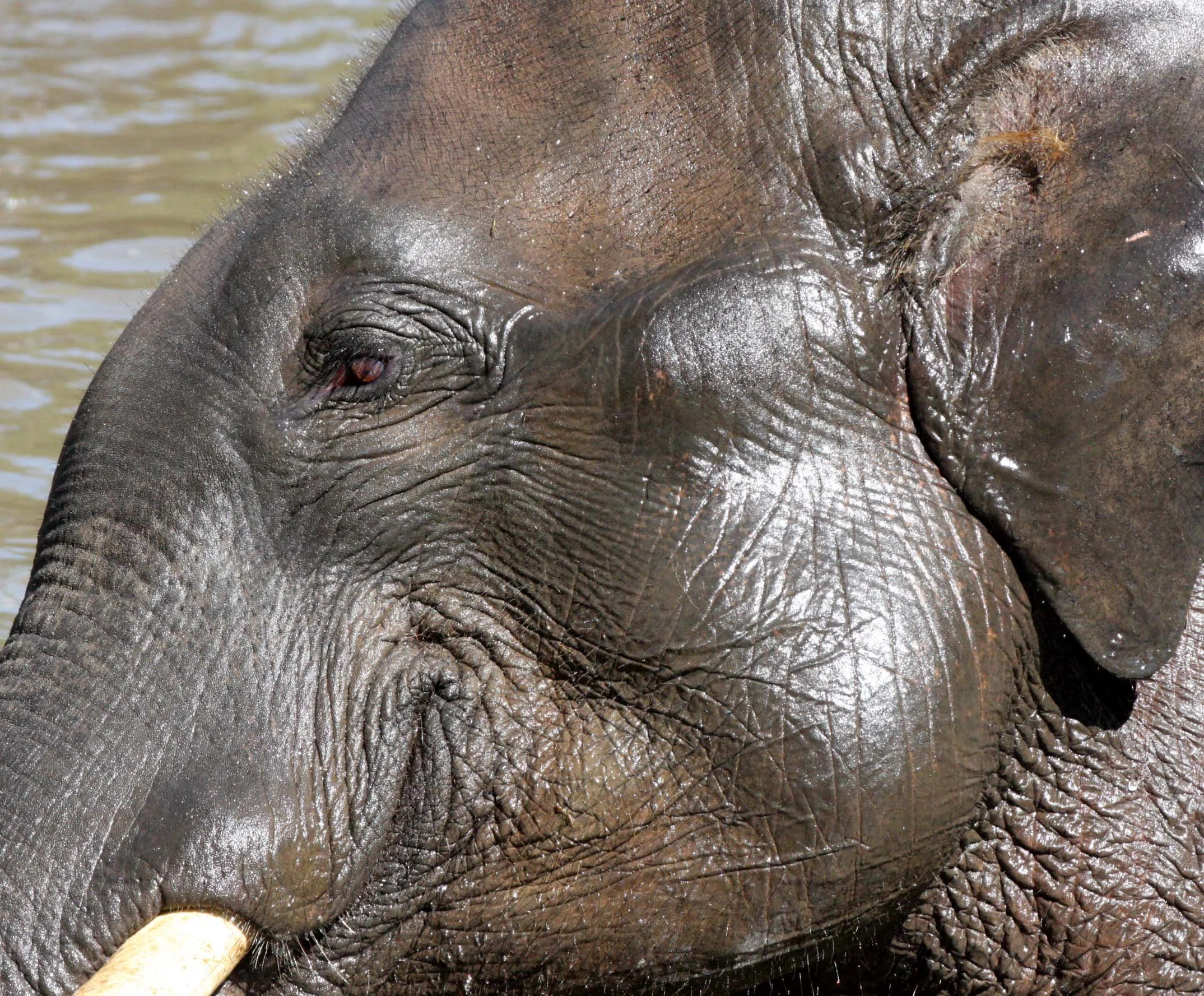 2008 Lampang City & Elephant Center (109).JPG