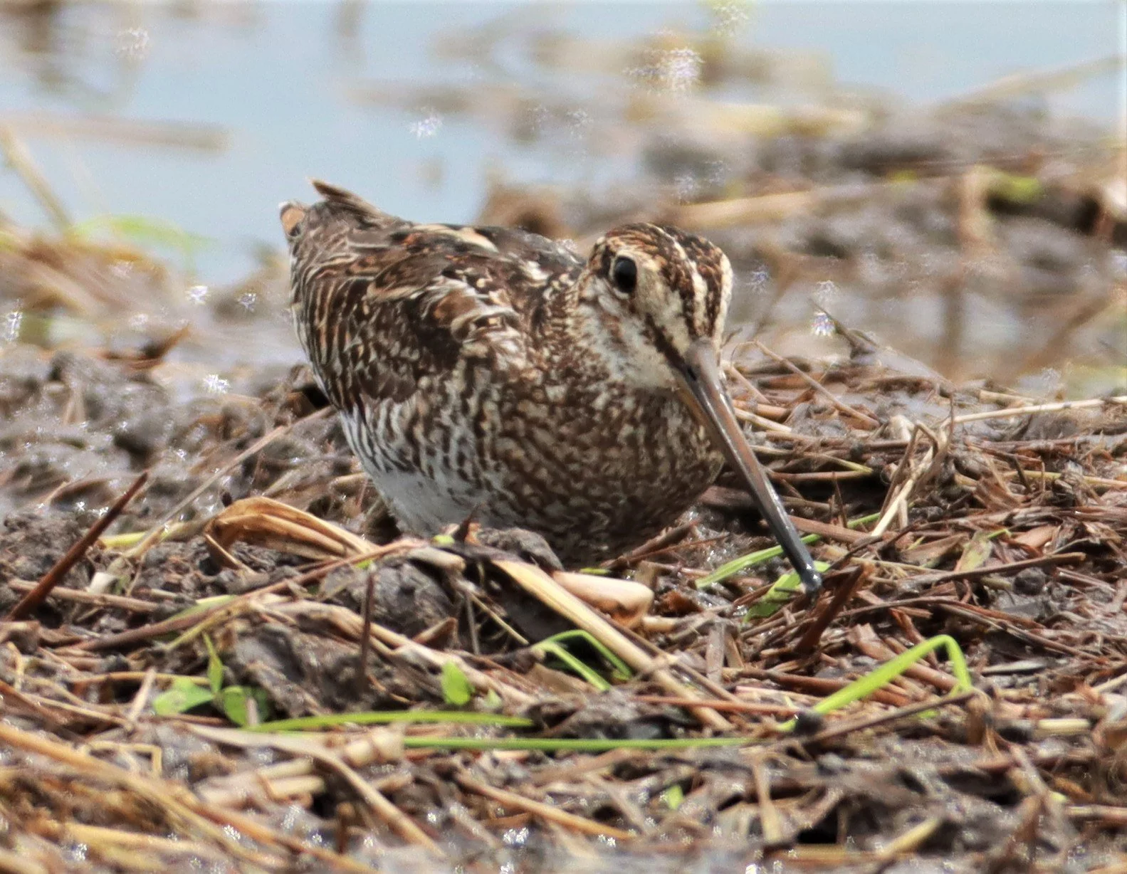 SNIPE - PINTAIL SNIPE - Gallinago stenura - PATHUM THANI RICE RESEARCH CENTER AUG 11 2021 (32).jpg