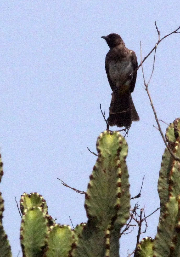 BULBUL - COMMON BULBUL - Pycnonotus barbatus - QUEEN ELIZABETH NATIONAL PARK UGANDA (2).JPG