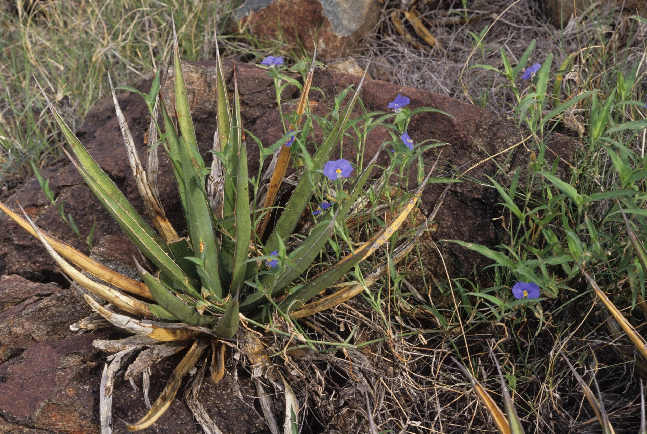 ANZA BORREGO - AGAVE SPECIES.jpg