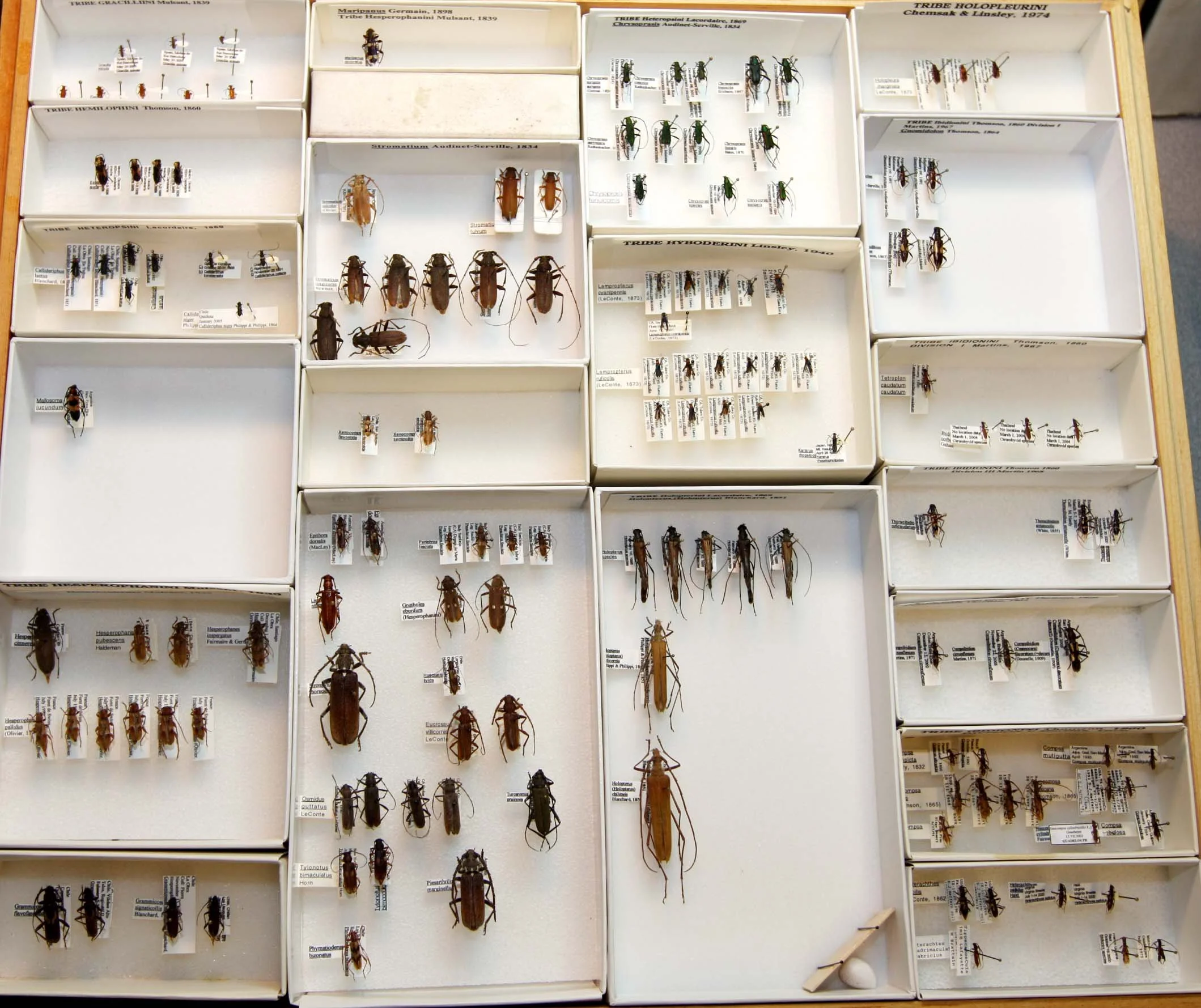 19 Cerambycinae - Gracilliini - Ibidionini.JPG