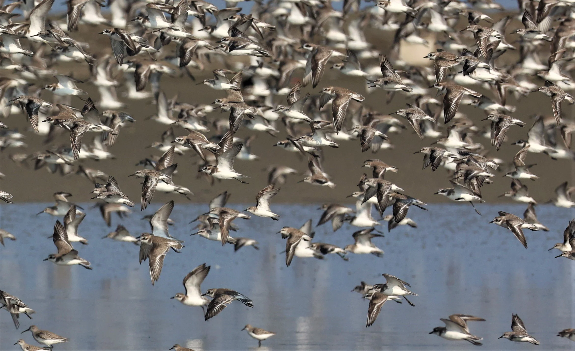 PLOVER - GREATER SAND-PLOVER - Charadrius leschenaultii - LESSER SP, CURLEW, BROADBILL SP PAK THALE OCTOBER 2 (40).jpg