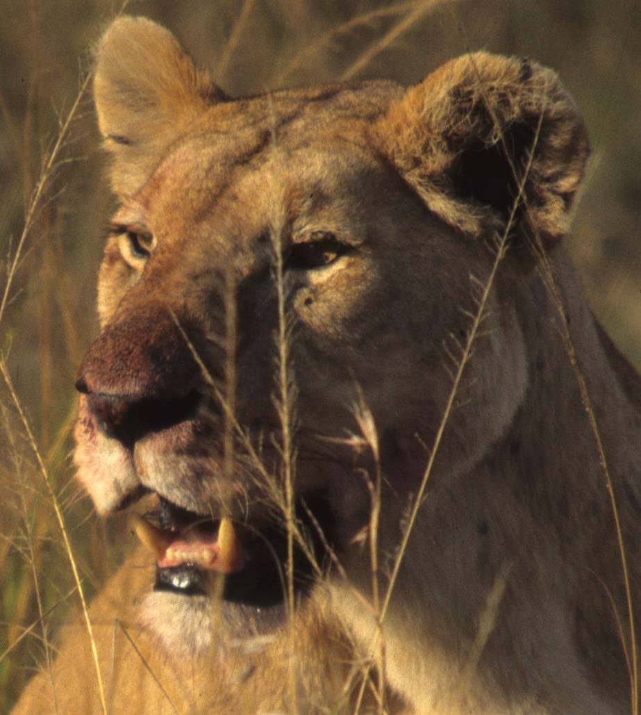 FELID - LION - SERENGETI (20).jpg