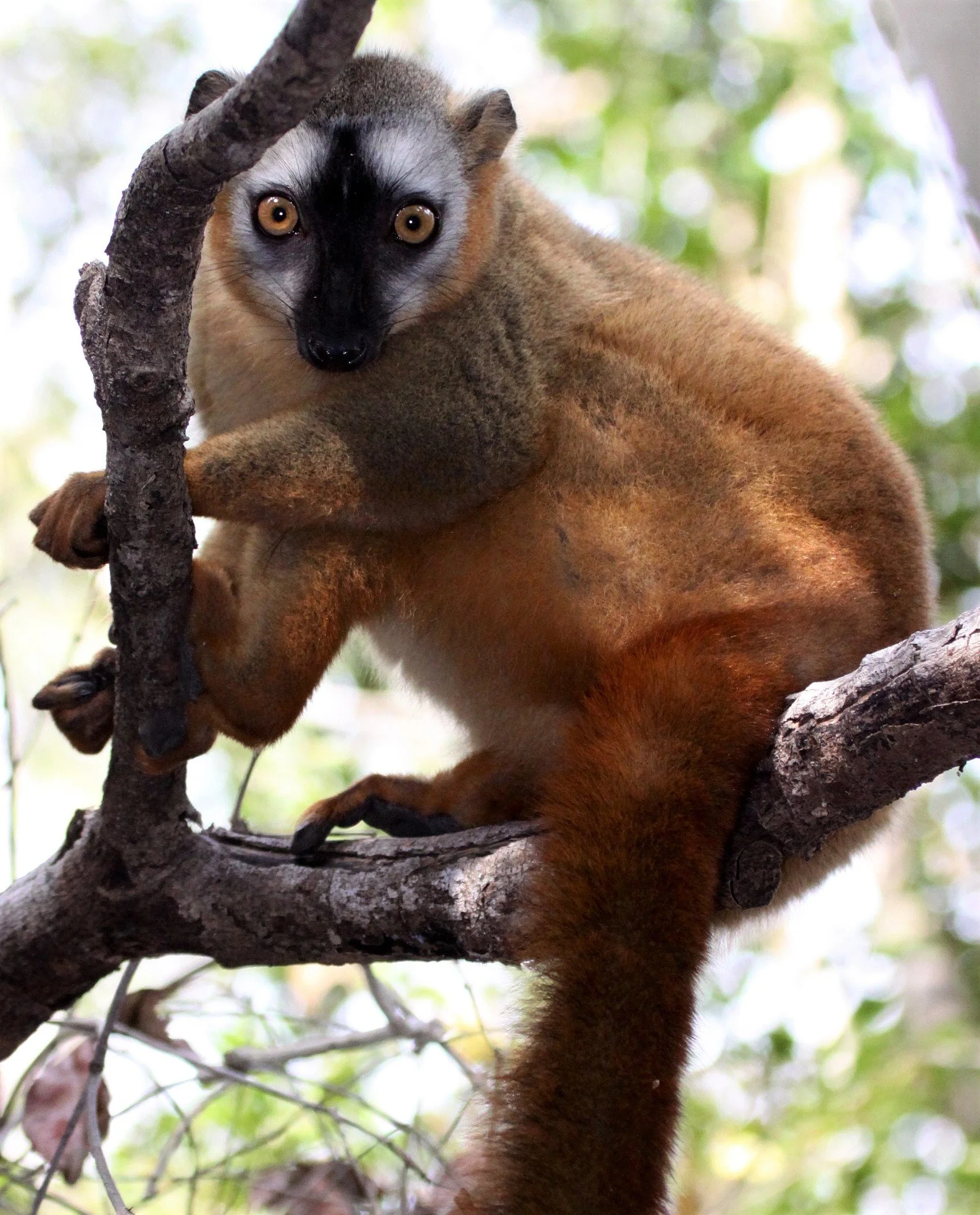 LEMURIDAE - Eulemur rufus -  RUFOUS BROWN LEMUR - KIRINDY NATIONAL PARK MADAGASCAR aa1.jpg