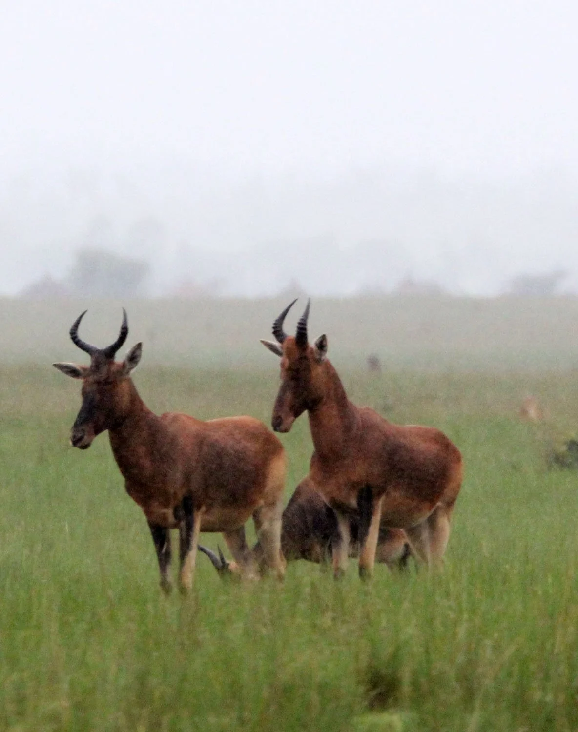 HARTEBEEST - SWAYNE'S HARTEBEEST - Alcephalus swaynei - SENKELE SANCTUARY ETHIOPIA (67).JPG