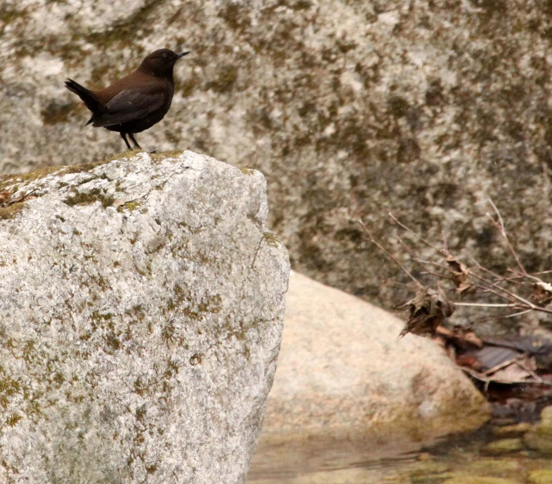 Brown dipper (Cinclus pallasii) Foping Nature Reserve Shaanxi China (9).JPG