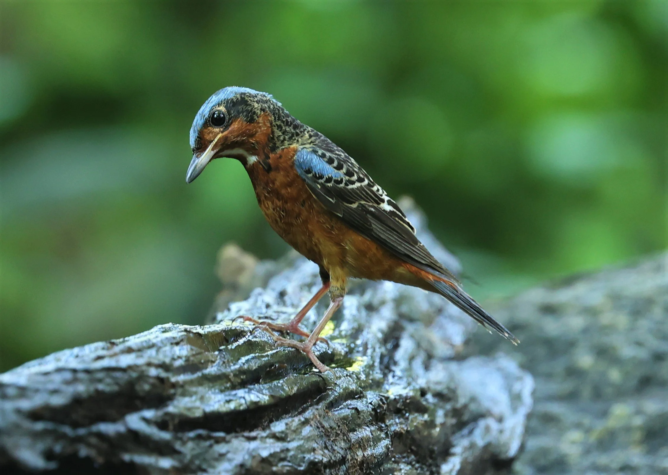 ROCK-THRUSH - WHITE-THROATED ROCK-THRUSH - Monticola gularis - WAT THAM PRATHUM CHONBURI March 2022 (82).jpg