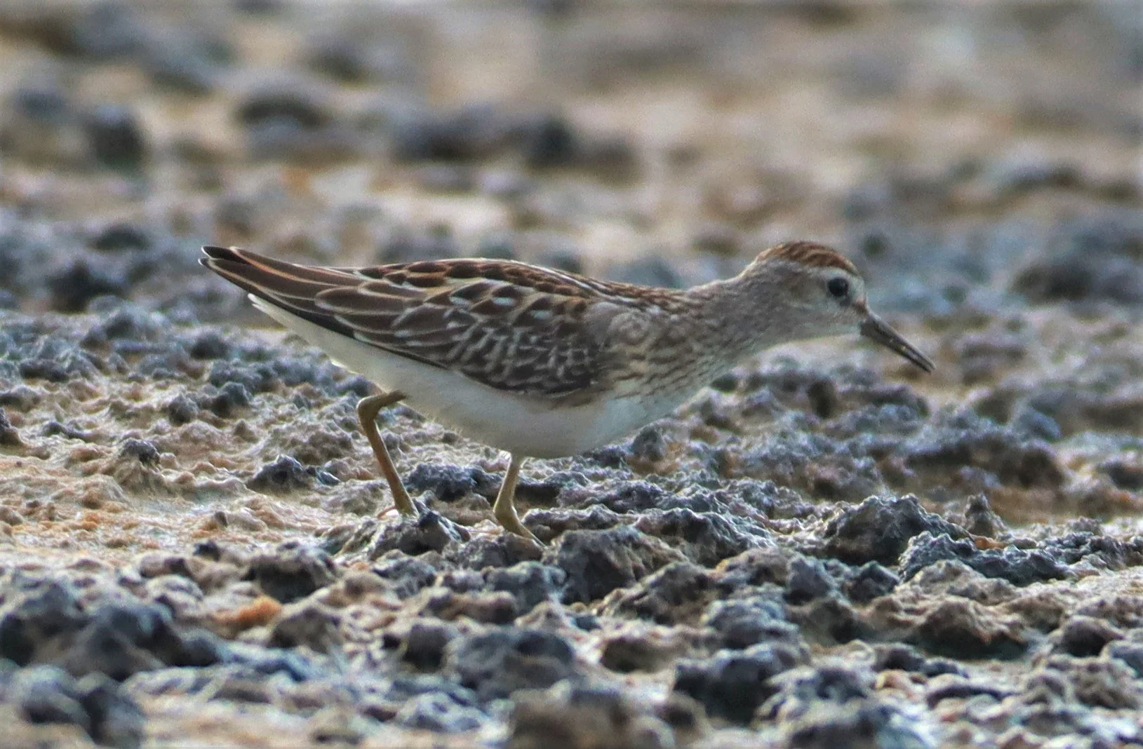 STINT - Long-toed Stint - Calidris subminuta - Salt pans west of Bang Pakong River (9).jpg