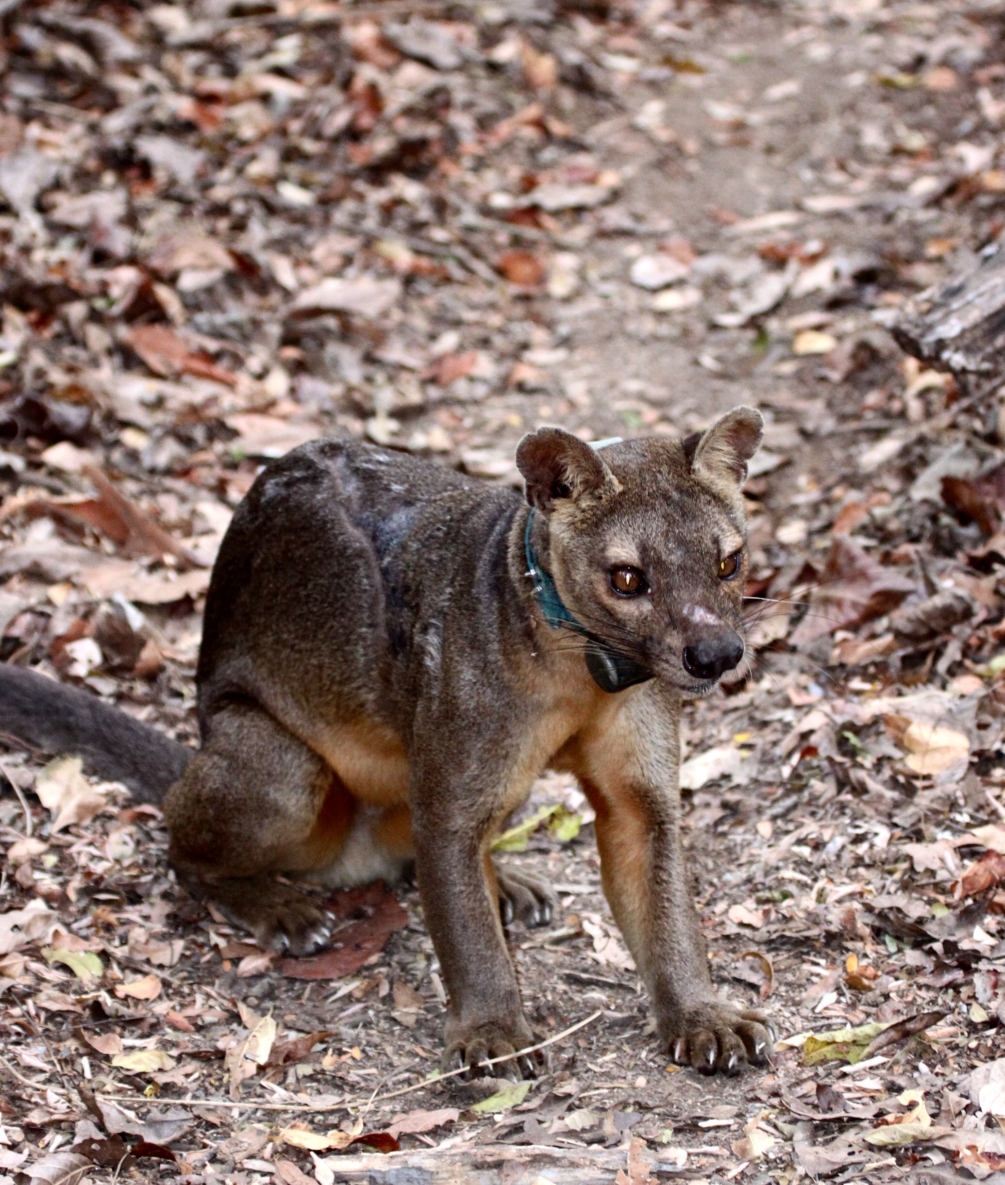 Cryptoprocta ferox - FOSSA - FAMILY EUPLERIDAE - KIRINDY NATIONAL PARK - MADAGASCAR (22).JPG