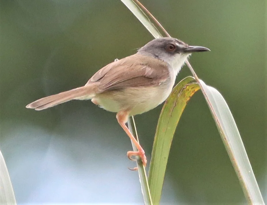 PRINIA - RUFESCENT PRINIA - Prinia rufescens - AO PHANG NGA NATIONAL PARK AREA (7).jpg