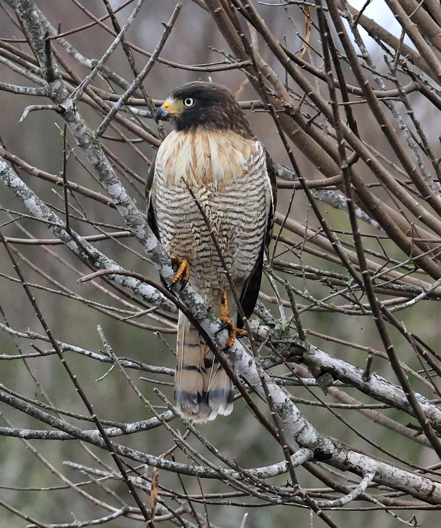 Roadside Hawk (Rupornis magnirostris) El Palmar National Park, Entre Rios, Argentina (26).jpg