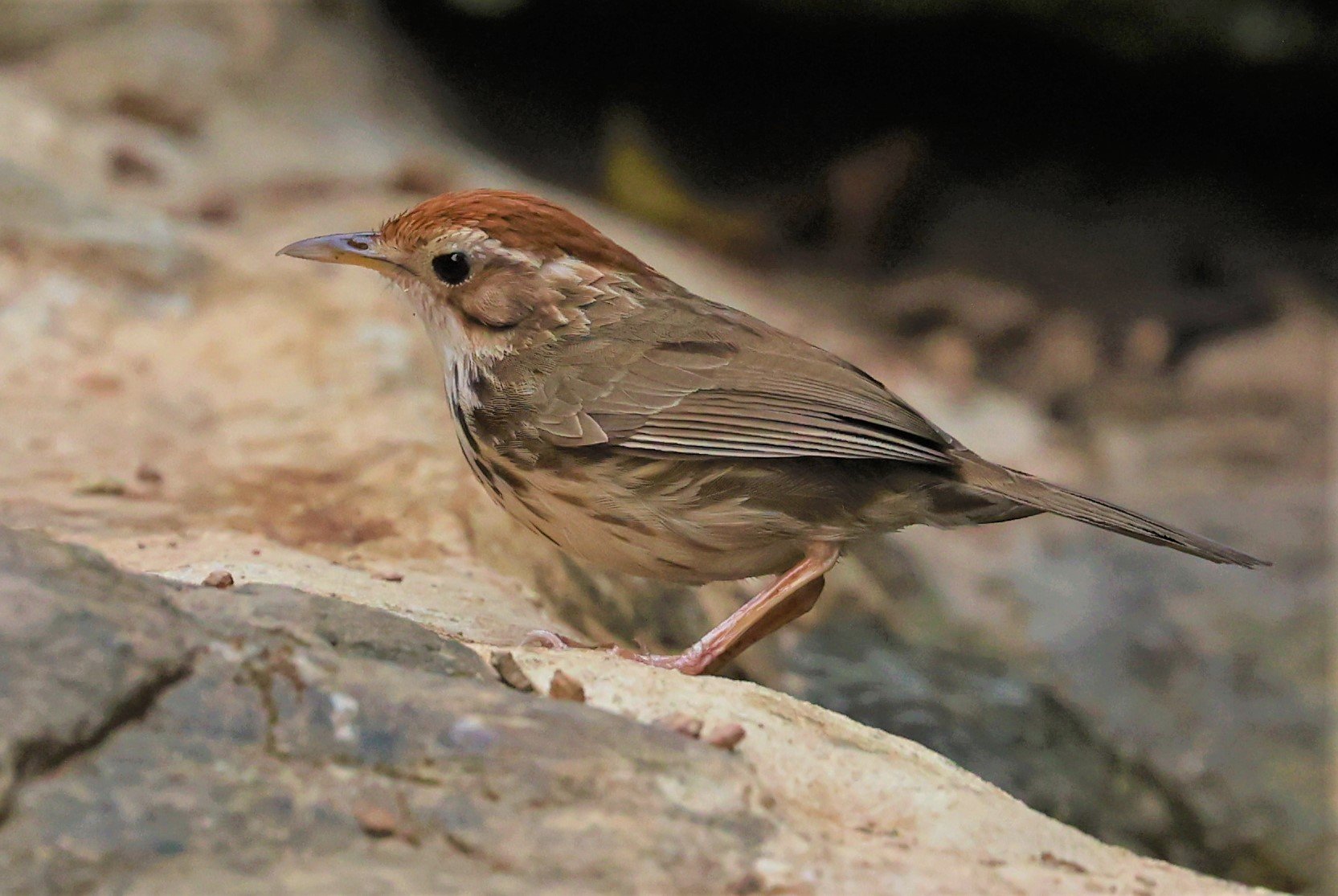 BABBLER - PUFF-THROATED BABBLER - Pellorneum ruficeps - SRI SATCHANALAI NP MANAO WATERHOLE MAY 1 2022 (7).jpg