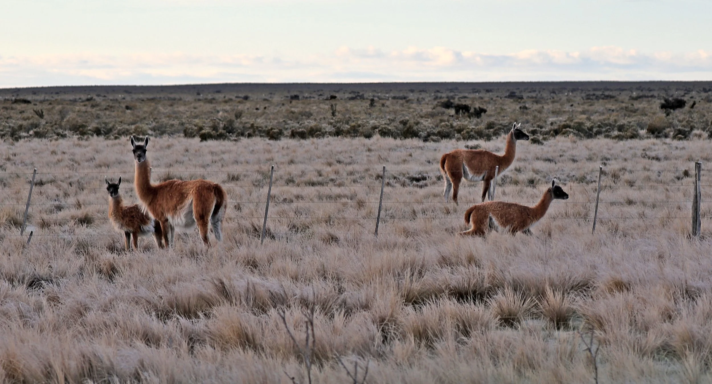 Guanaco (Lama guanicoe) Valdes Peninsula, Chubut Province, Argentina Day 2 (1).jpg
