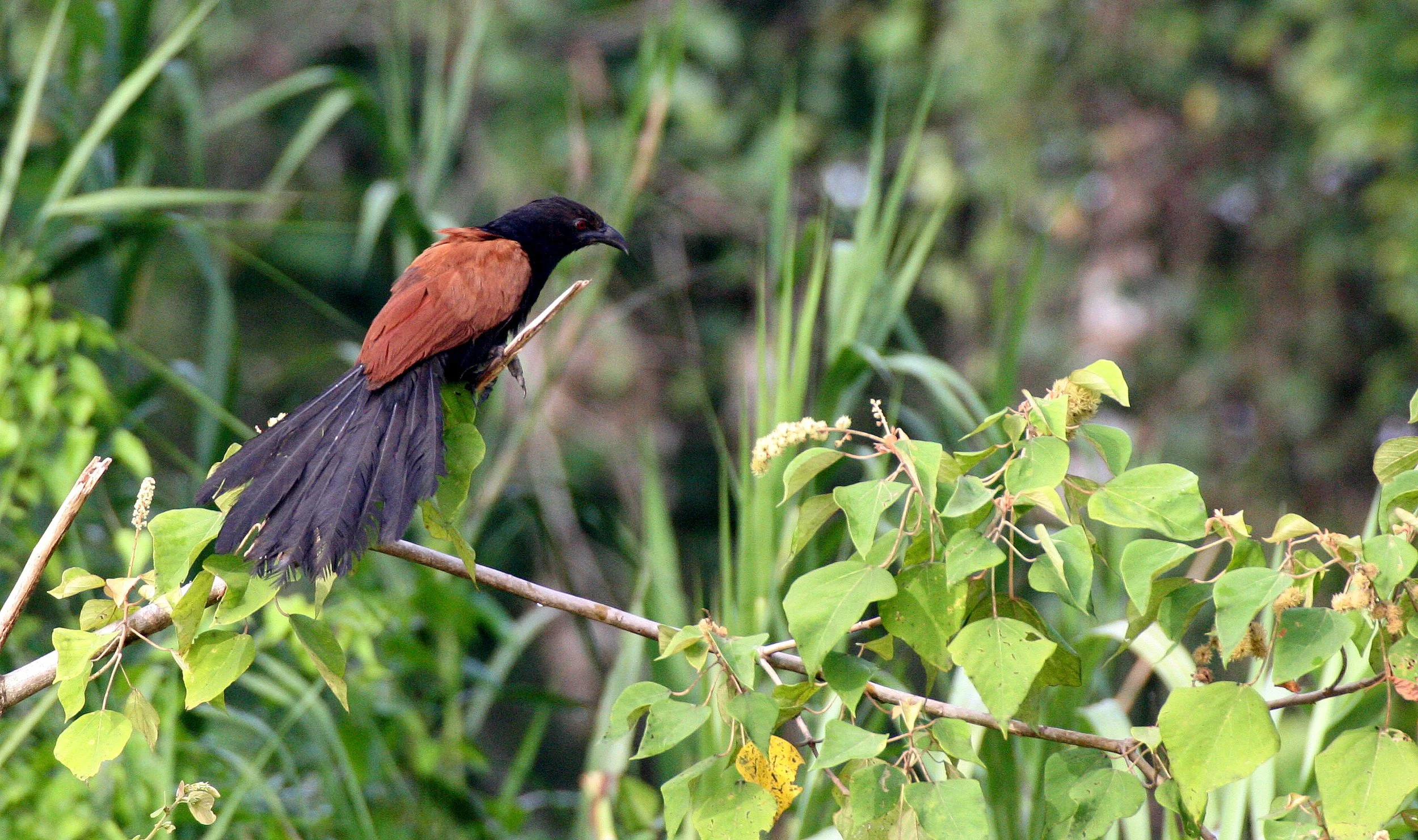 Greater Coucal (Centropus sinensis) Kinabatangan River Borneo (1).JPG