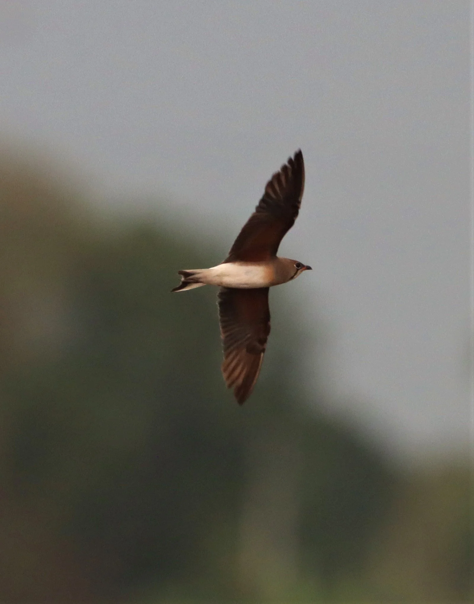 PRATINCOLE - ORIENTAL PRATINCOLE - Glaveola maldivarum -  LAT KRABANG RICE FIELDS (19).jpg