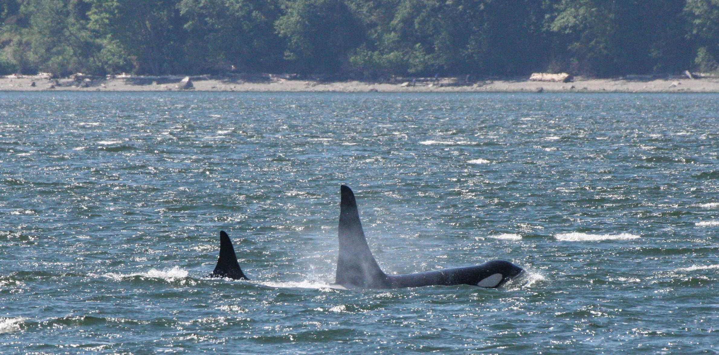 Orcinus orca - SOUTHERN RESIDENT KILLER WHALES (ORCA) - J POD IN ROSARIO STRAIT SAN JUAN ISLANDS WA (20).JPG