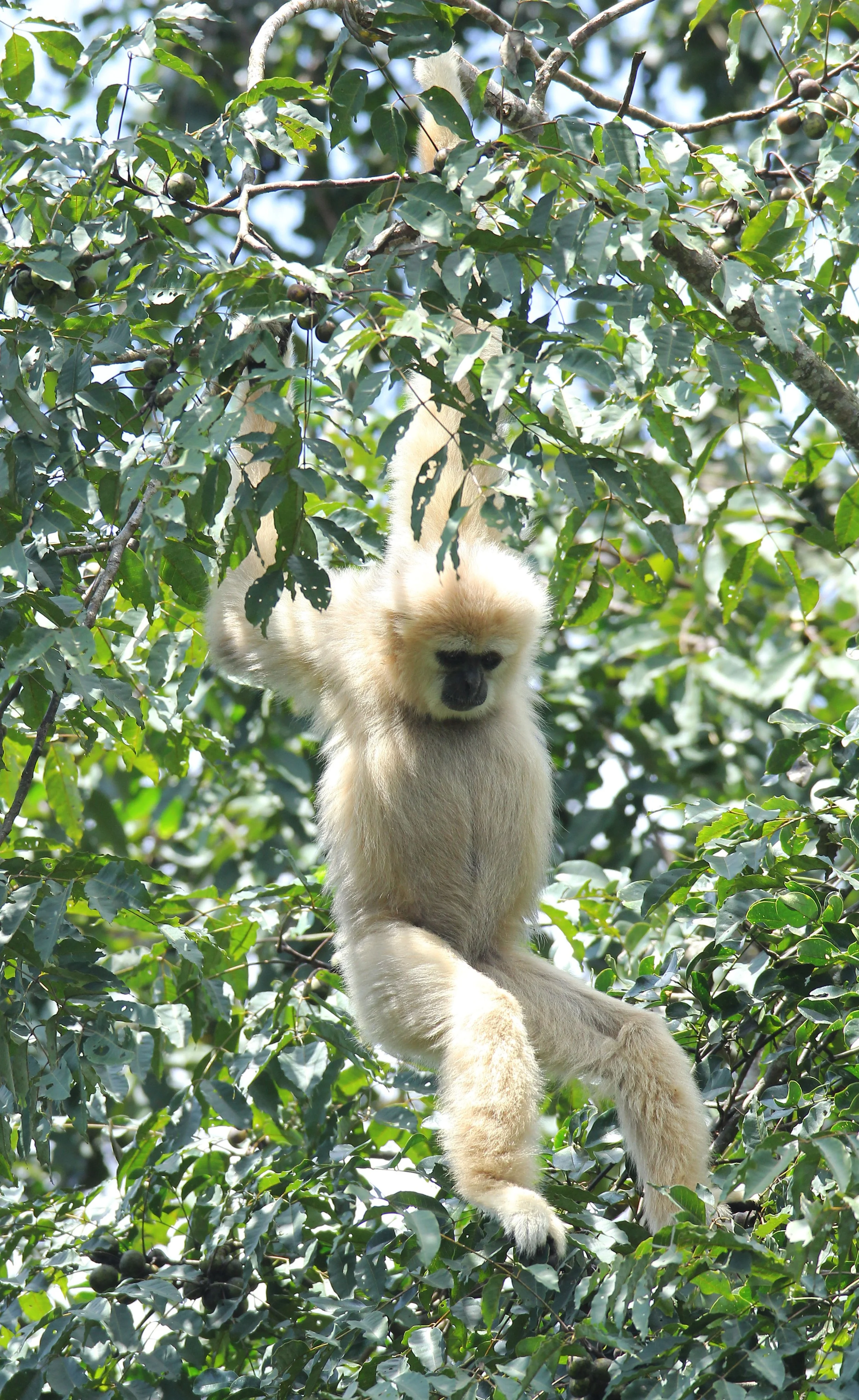 HYLOBATIDAE - Hylobates lar entelloides - LAR GIBBON (WHITE-HANDED) - KHAO YAI NATIONAL PARK THAILAND (50).JPG