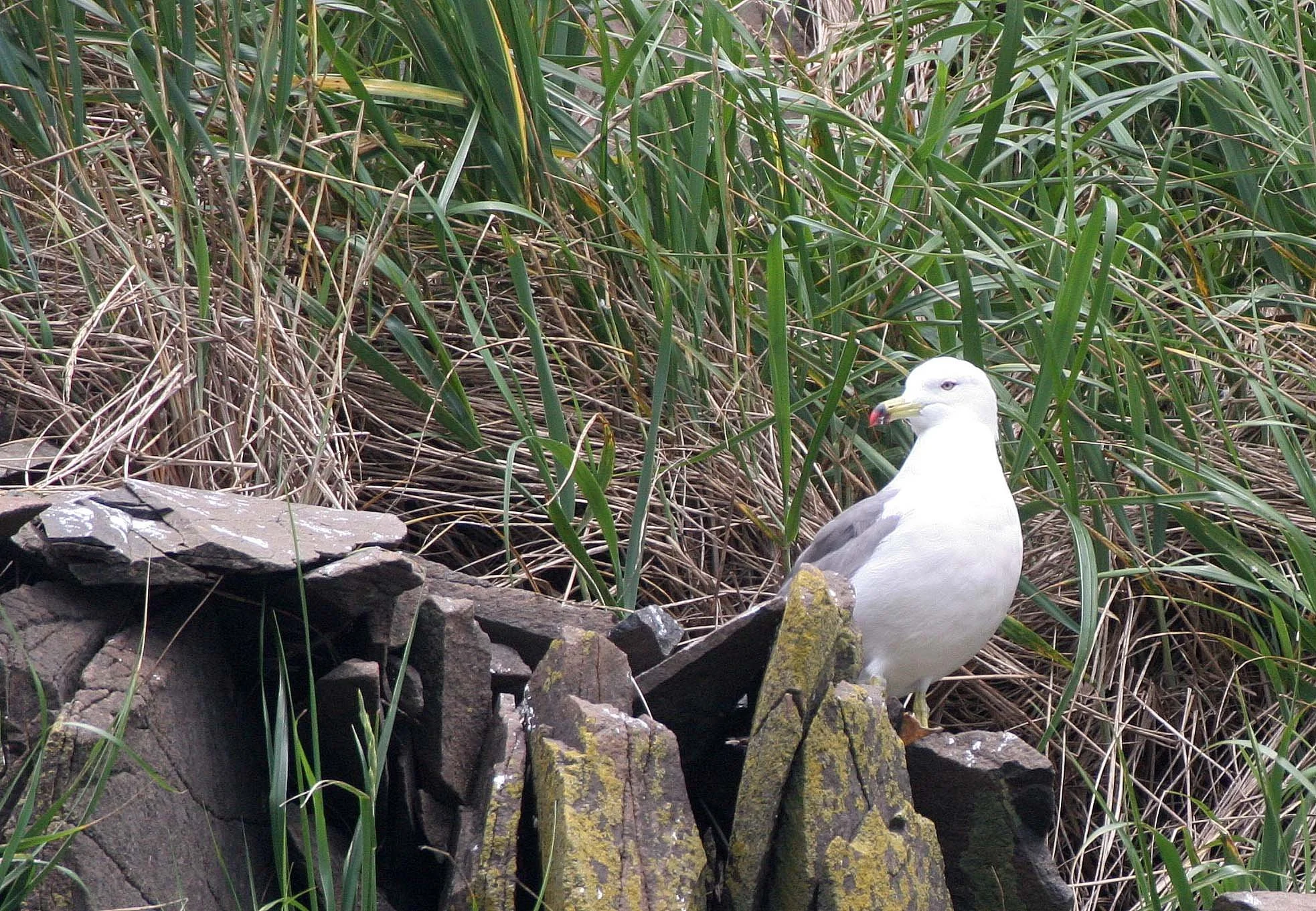 BIRD - GULL - BLACK-TAILED GULL - SOUTHERN KURILS RUSSIA  (9).jpg