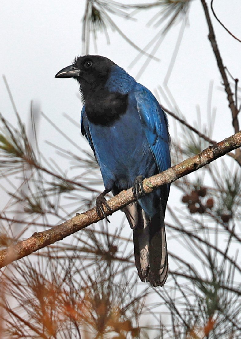 Azure Jay (Cyanocorax caeruleus) Superagui National Park, Brazil