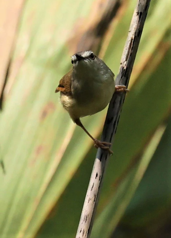 PRINIA - HILL PRINIA - Prinia superciliaris - DOI SAN JU (DOI LANG WEST) FEB 2022 (6).jpg