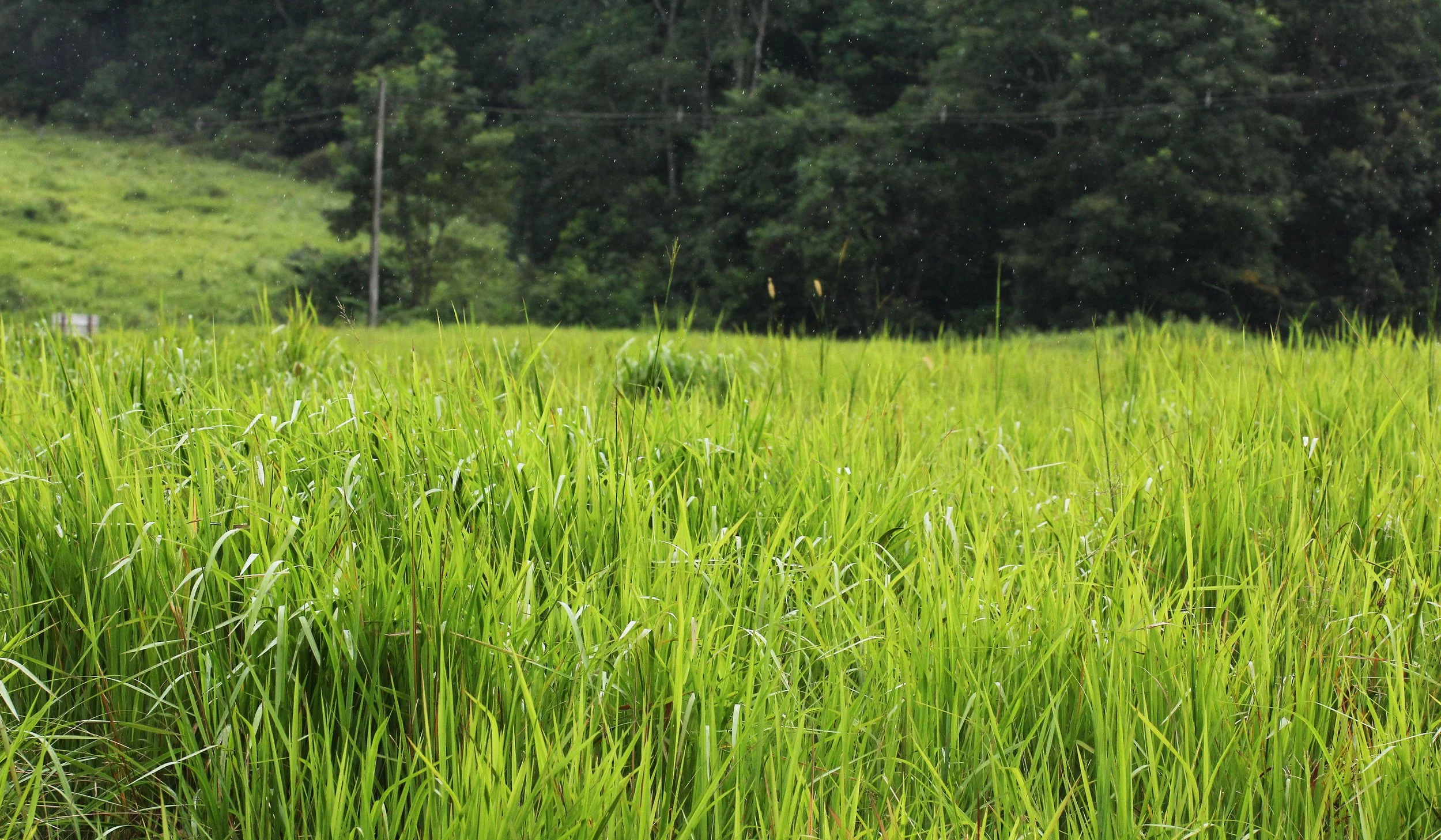 In the early 1900s, this area was a settled village (Khao Yai Subdistrict) where residents cleared forests for rice paddies and agriculture.