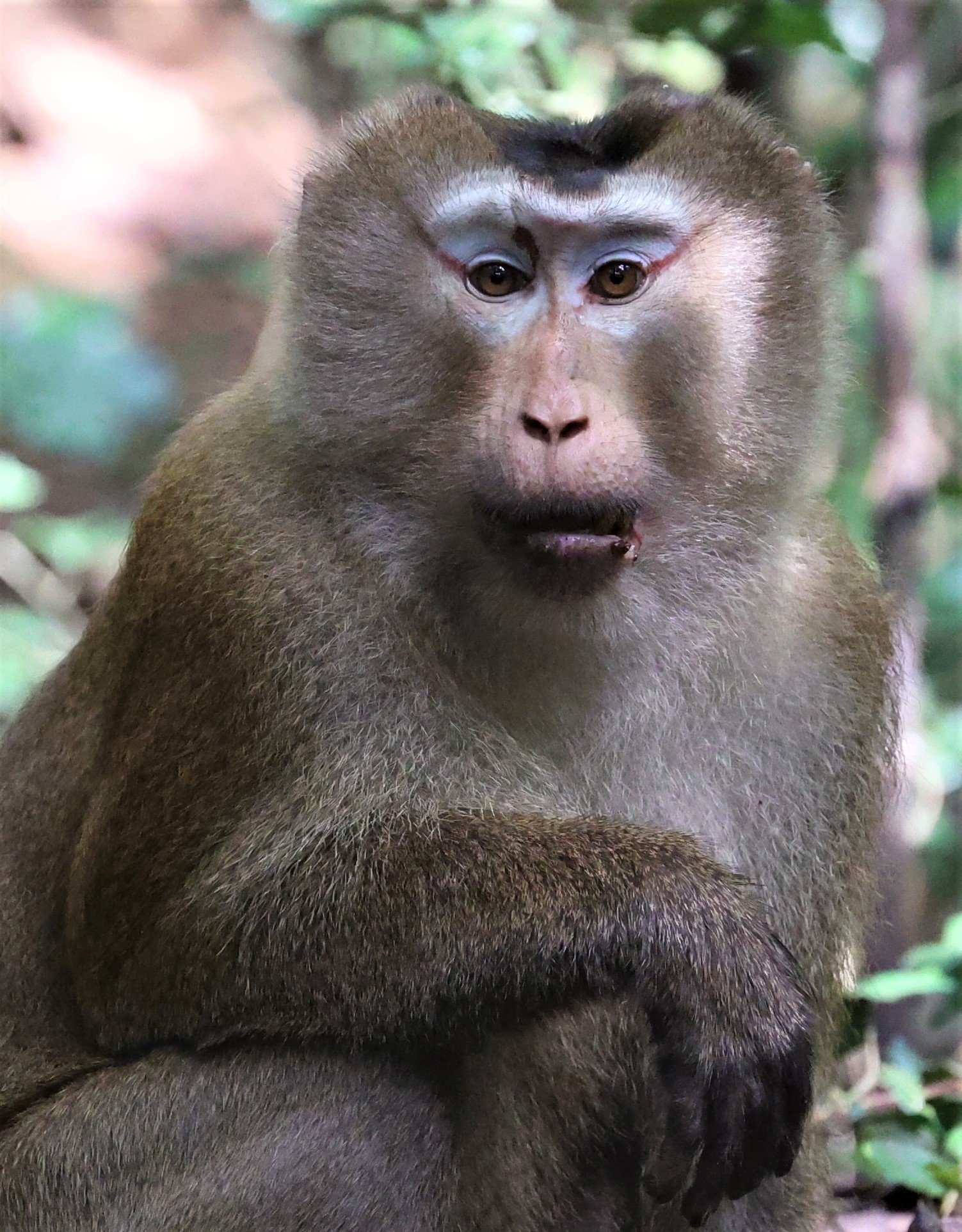 Northern Pig-tailed Macaque (Macaca leonina) seen near Baan Macaca in a local bird blind.  Evidently this species if rarely if ever seen in this region.