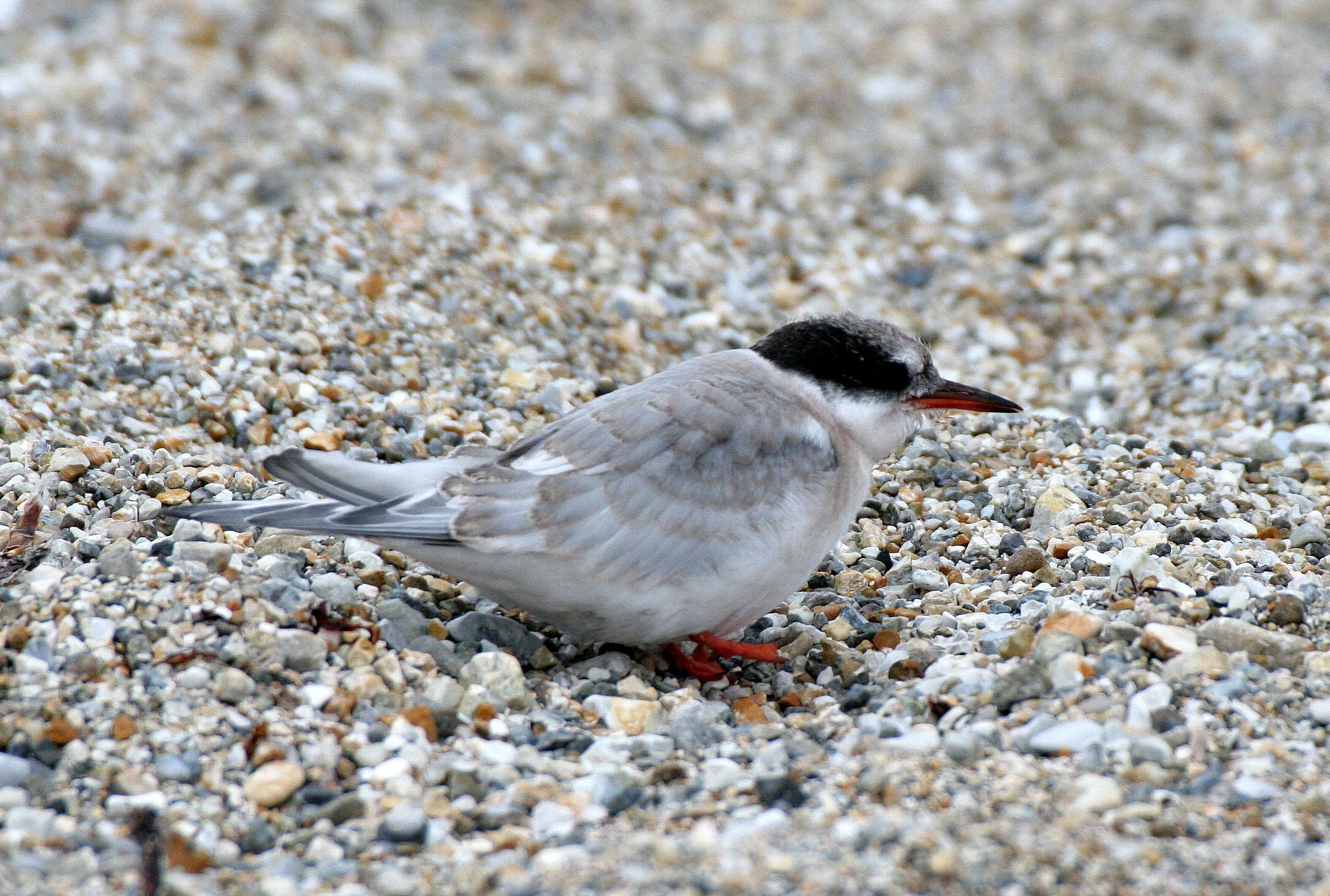 BIRD - TERN - ARCTIC TERN - SVALBARD (4).jpg
