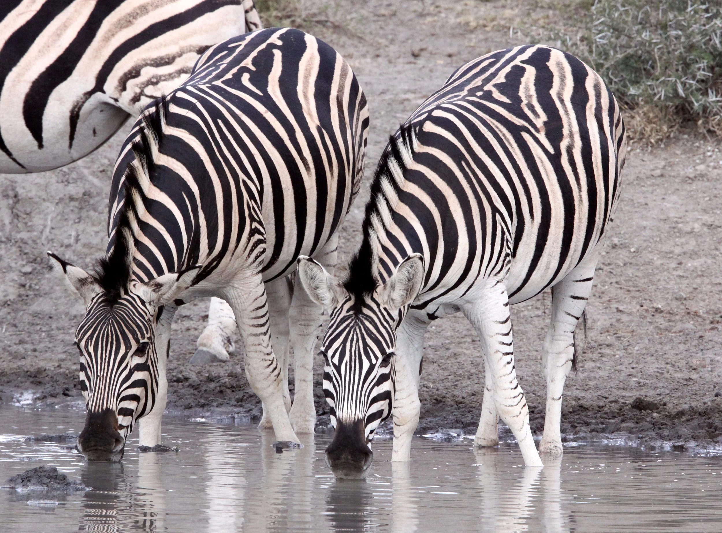 Equus quagga burchellii - BURCHELL'S (DAMARALAND) - IMFOLOZI NATIONAL PARK SOUTH AFRICA (2).JPG