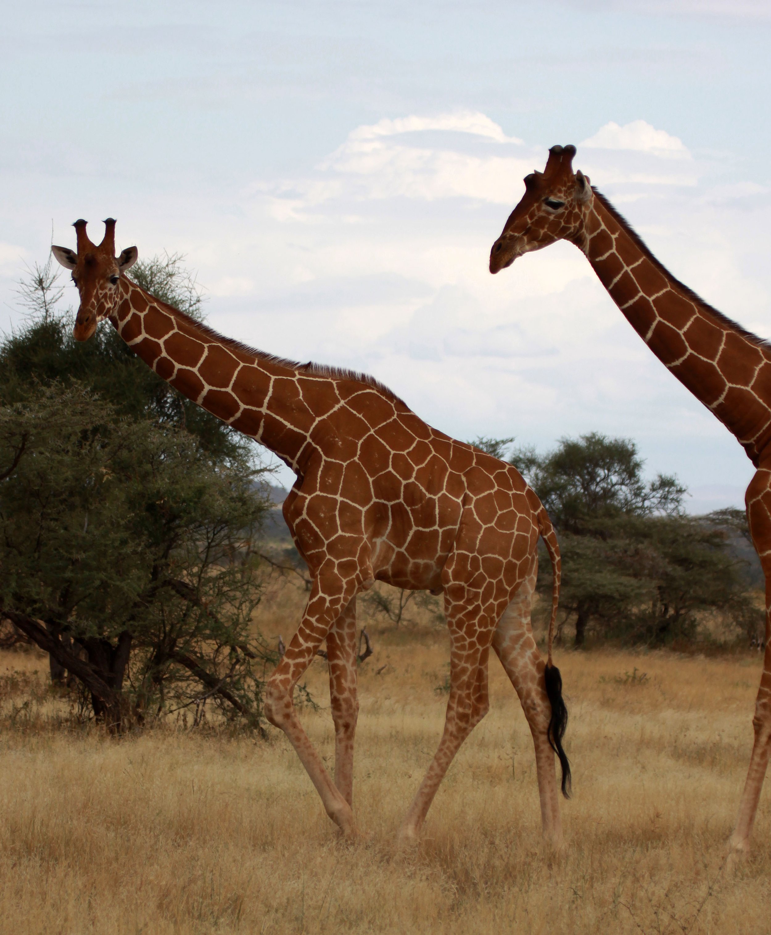 GIRAFFE - RETICULATED GIRAFFE - SAMBURU NATIONAL RESERVE KENYA (20).JPG