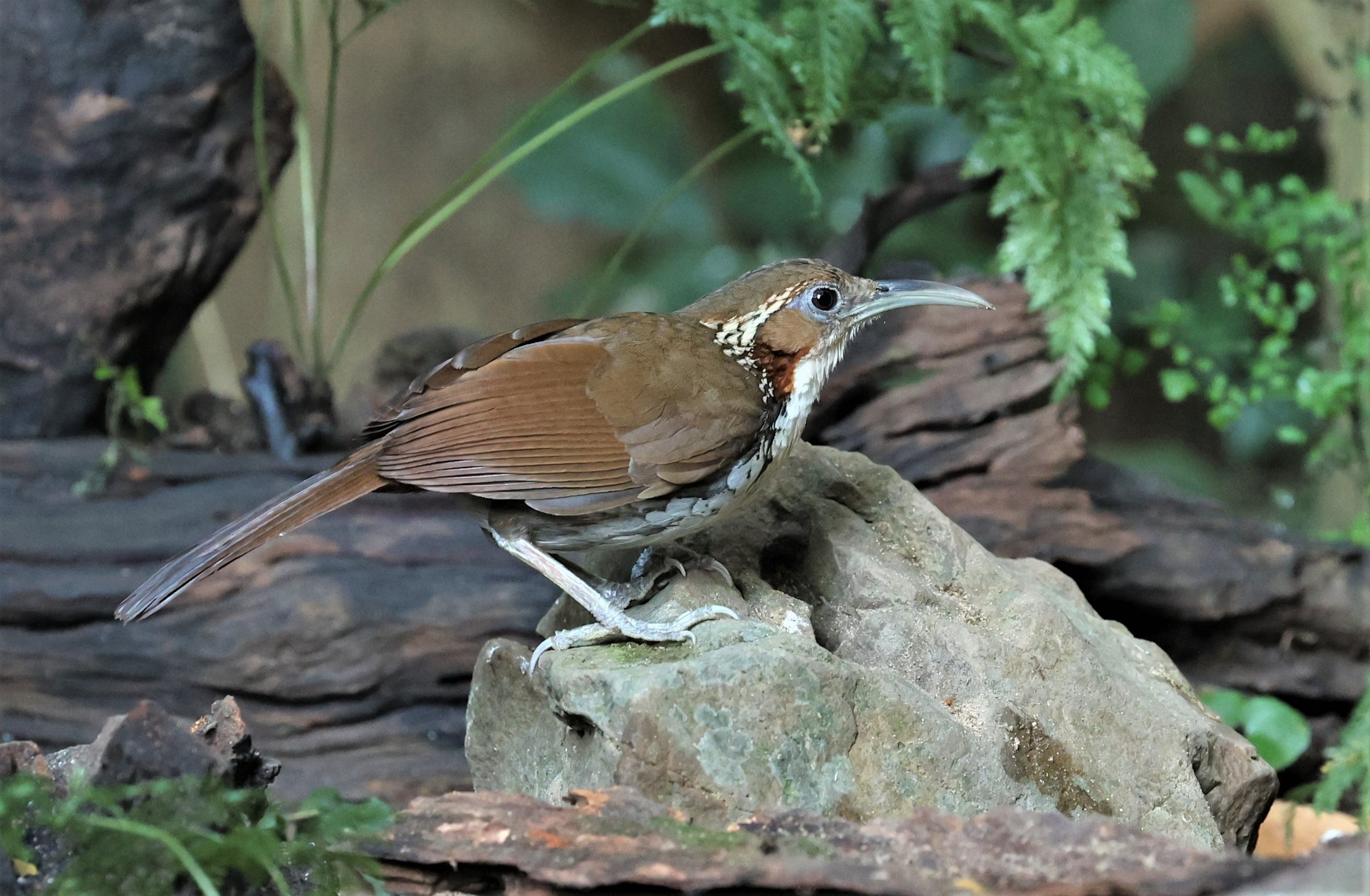 SCIMITAR BABBLER - Erythrogenys hypoleucos - LARGE SCIMITAR BABBLER - PETCHABURI PROVINCE - NUY HIDE NEAR KAENG KRACHAN JAN 2022 (31).jpg
