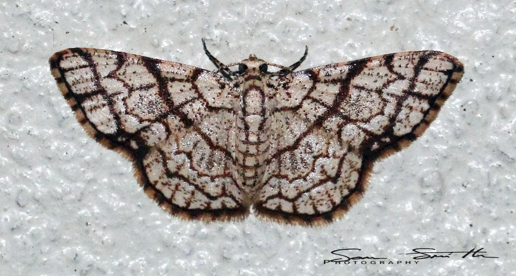 Geometridae -Heterostegane warreni - (Ennominae Cassymini) - Koh Lanta, Thailand 