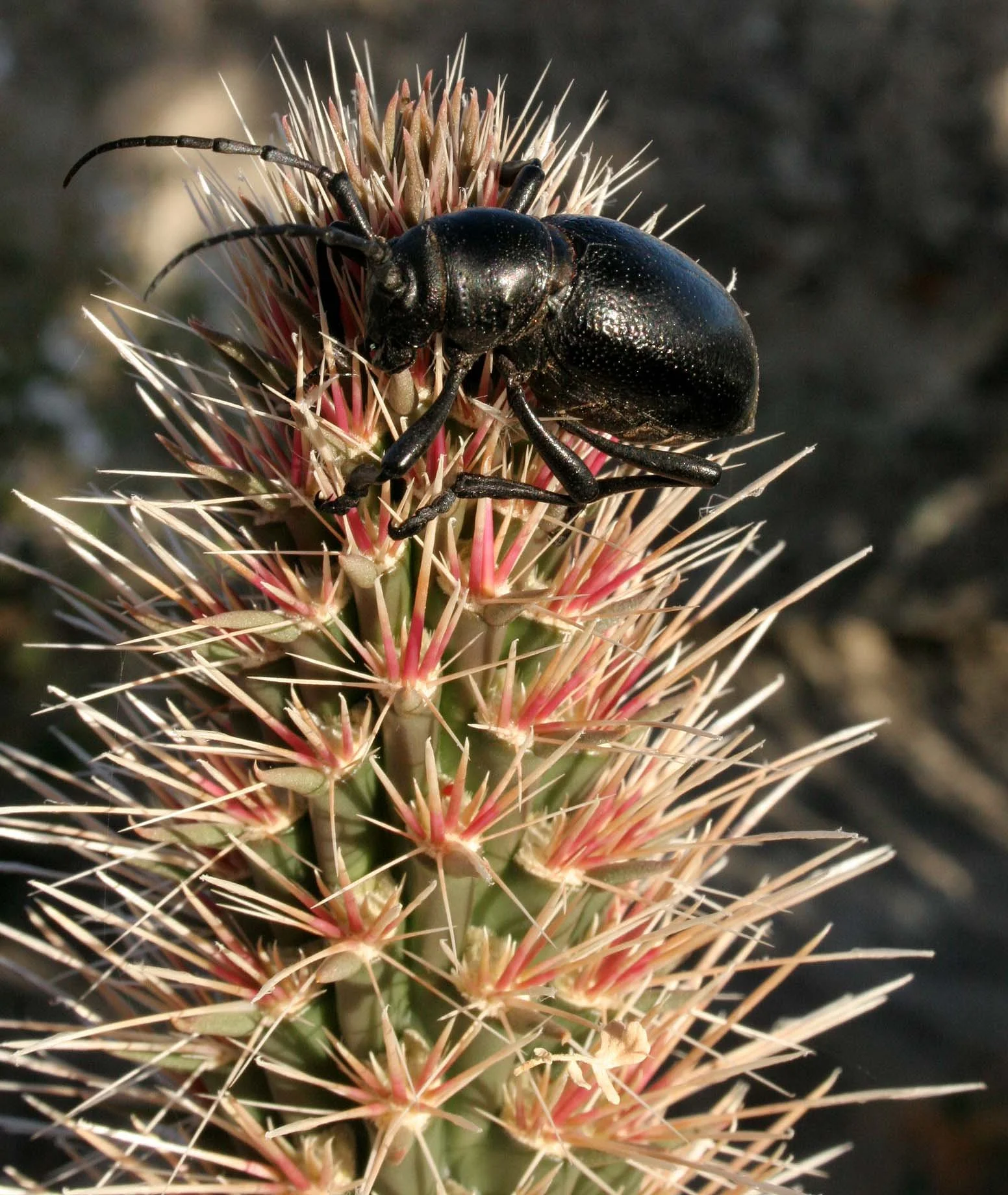 Moneilema michelbacheri - Catavina Desert, Baja California, Mexico (6).JPG