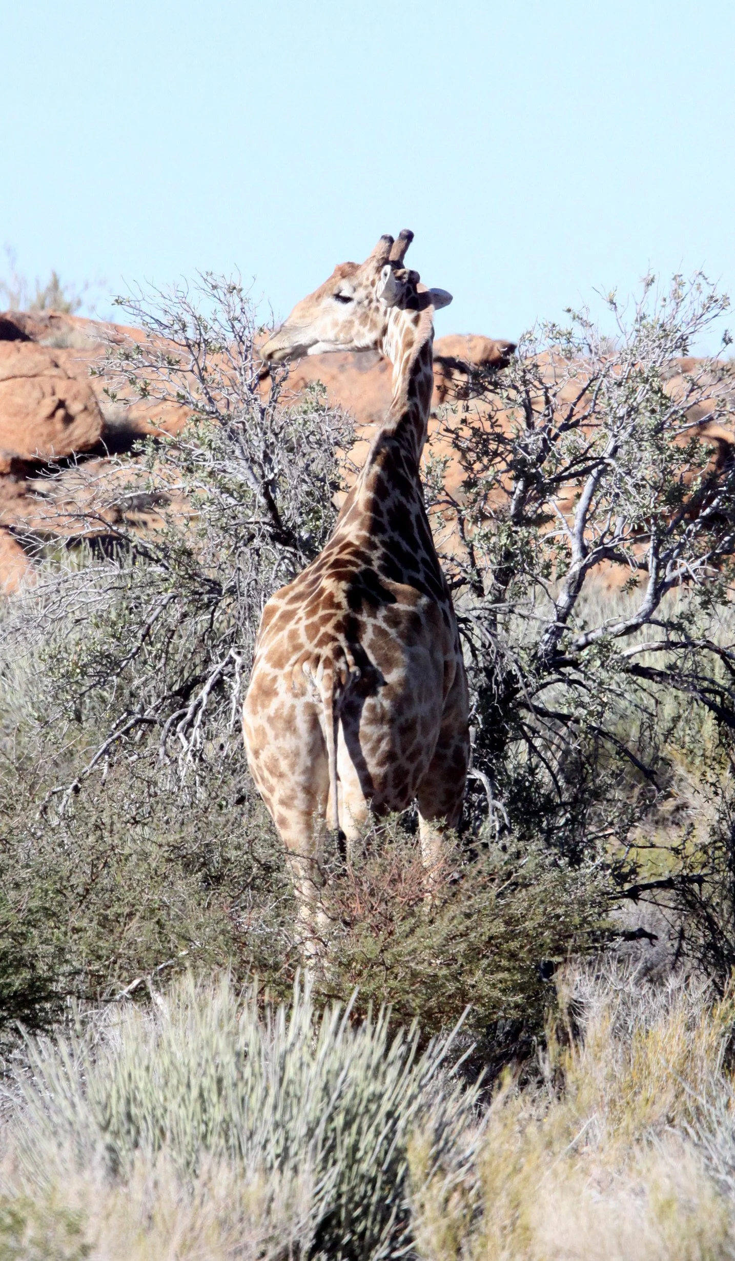 GIRAFFE - SOUTHERN AFRICAN GIRAFFAE - AUGRABIES FALLS SOUTH AFRICA.JPG