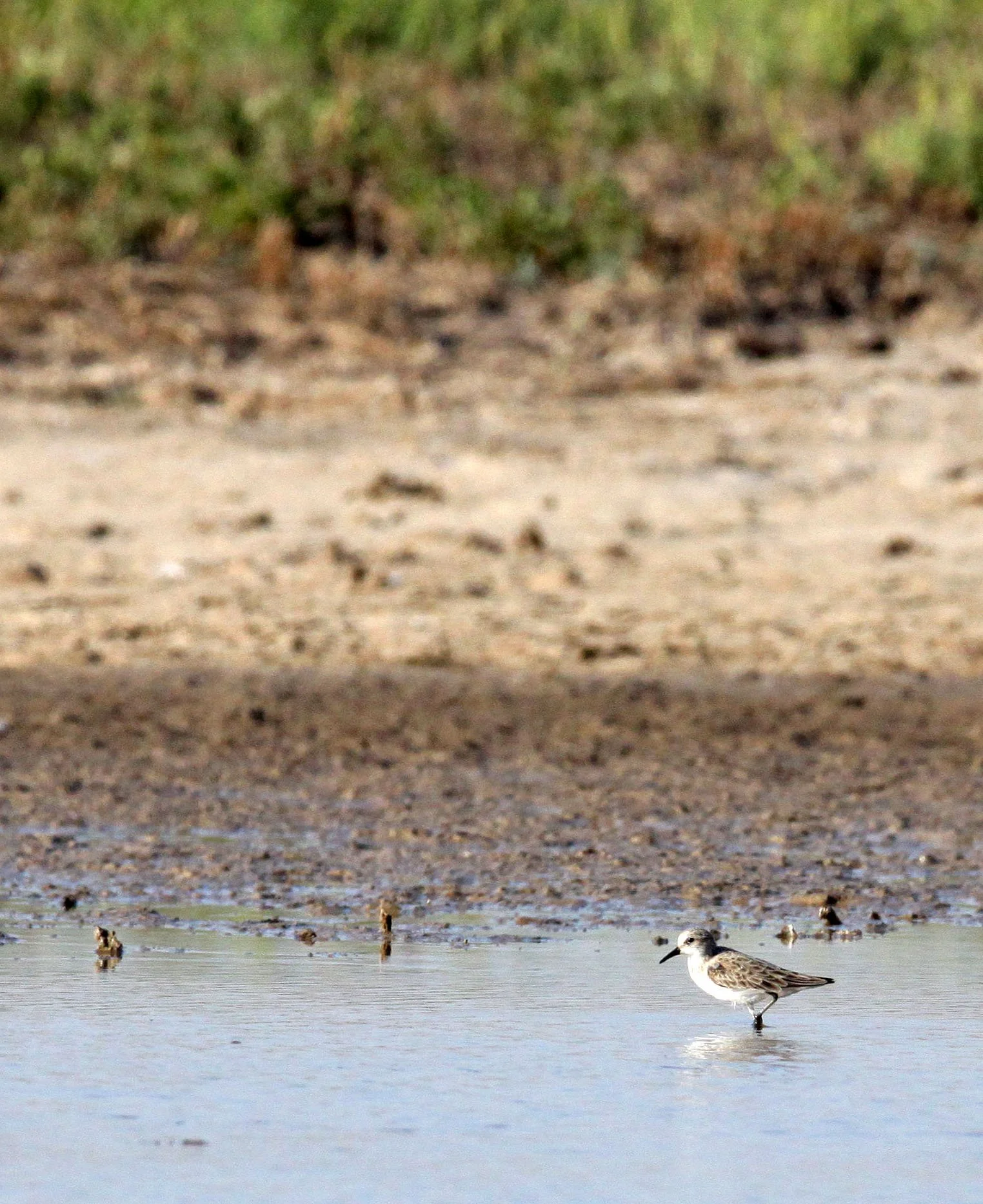 BIRD - STINT - LITTLE STINT - LITTLE RANN OF KUTCH GUJARAT INDIA (3).JPG