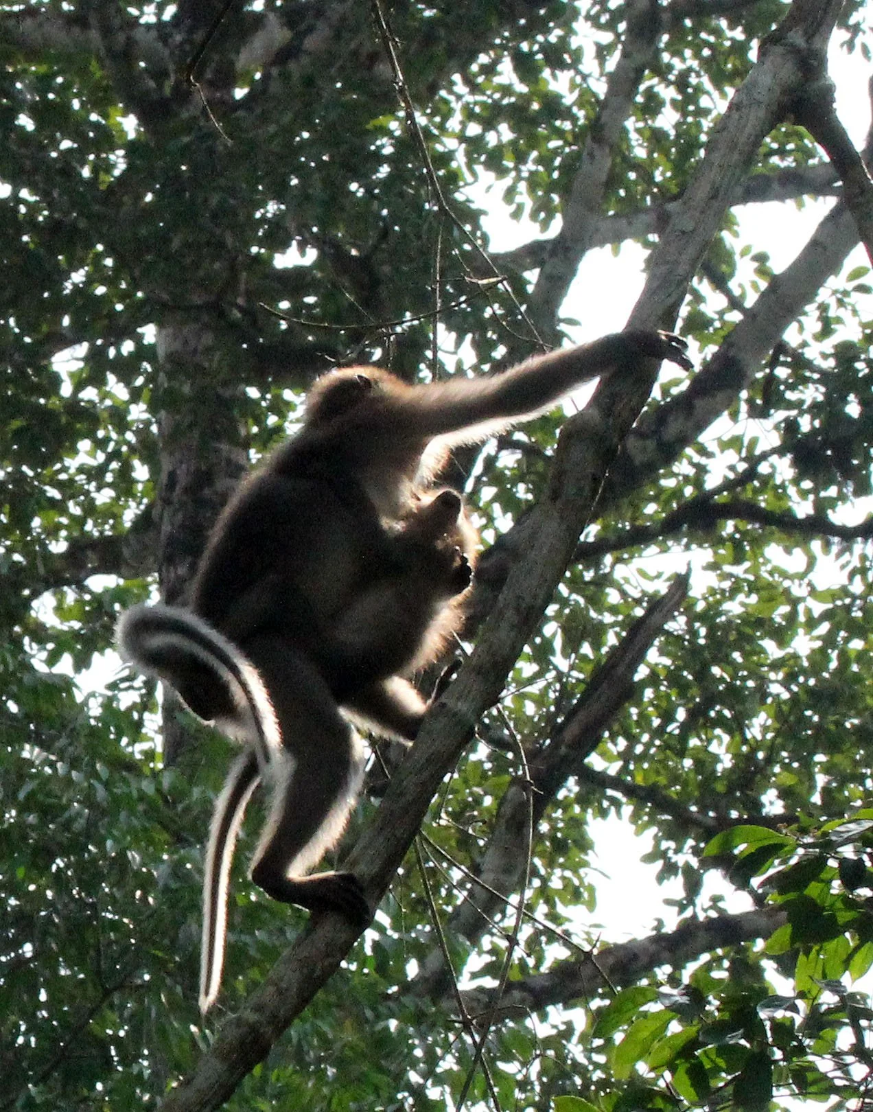 CERCOPITHECIDAE - Cercocebus agilis - AGILE MANGABEY - DZANGA NDOKI NATIONAL PARK CENTRAL AFRICAN REPUBLIC (63).JPG