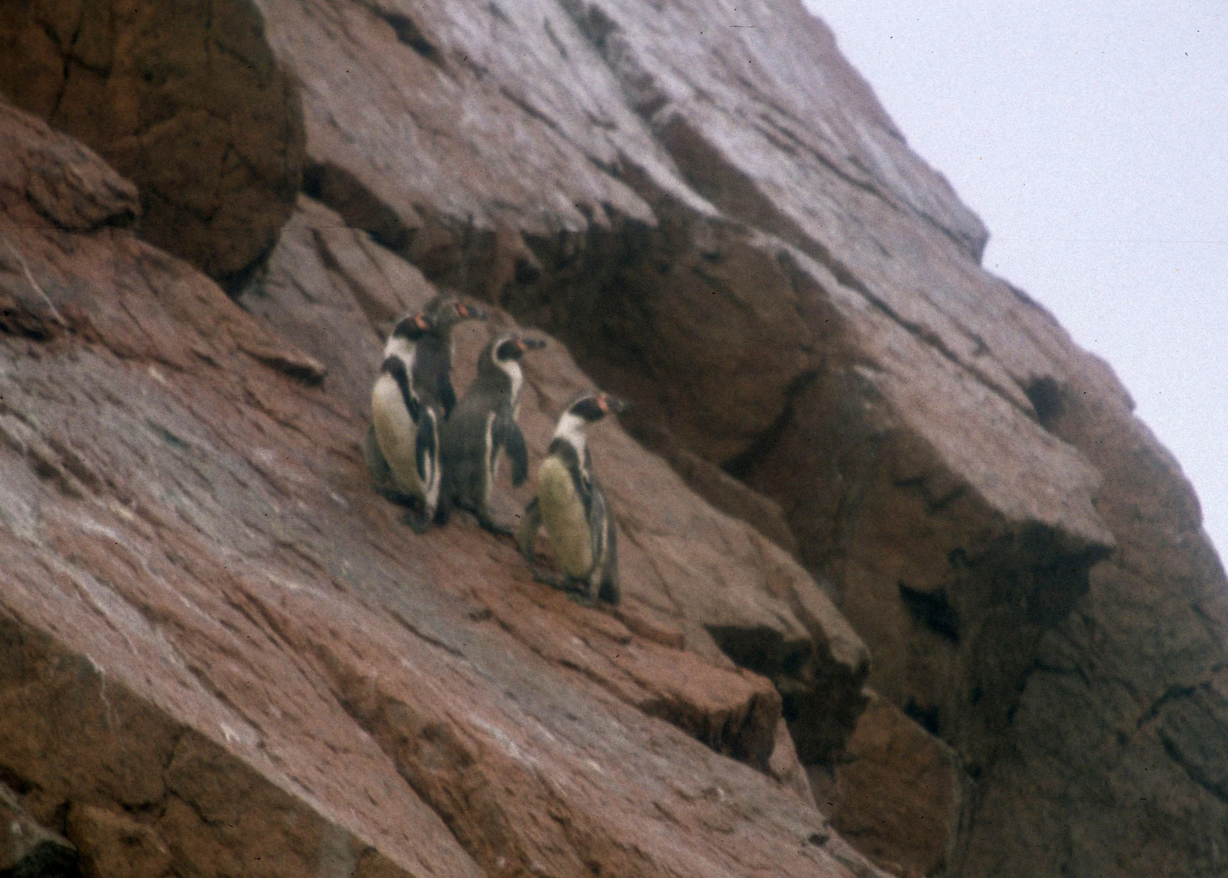 Humboldt Penguin (Spheniscus humboldti) Paracas Peru (4).jpg