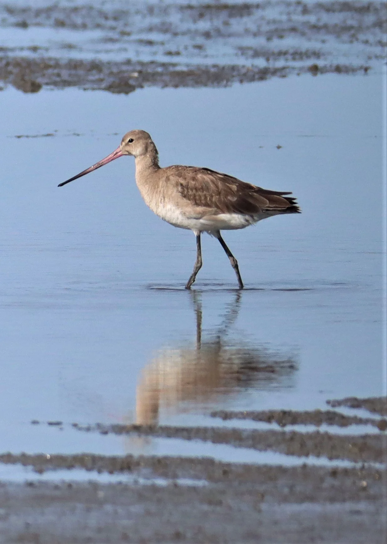 GODWIT - BLACK-TAILED GODWIT - Limosa limosa - Mangrove Forest Research Center Samut Sakorn (14).jpg
