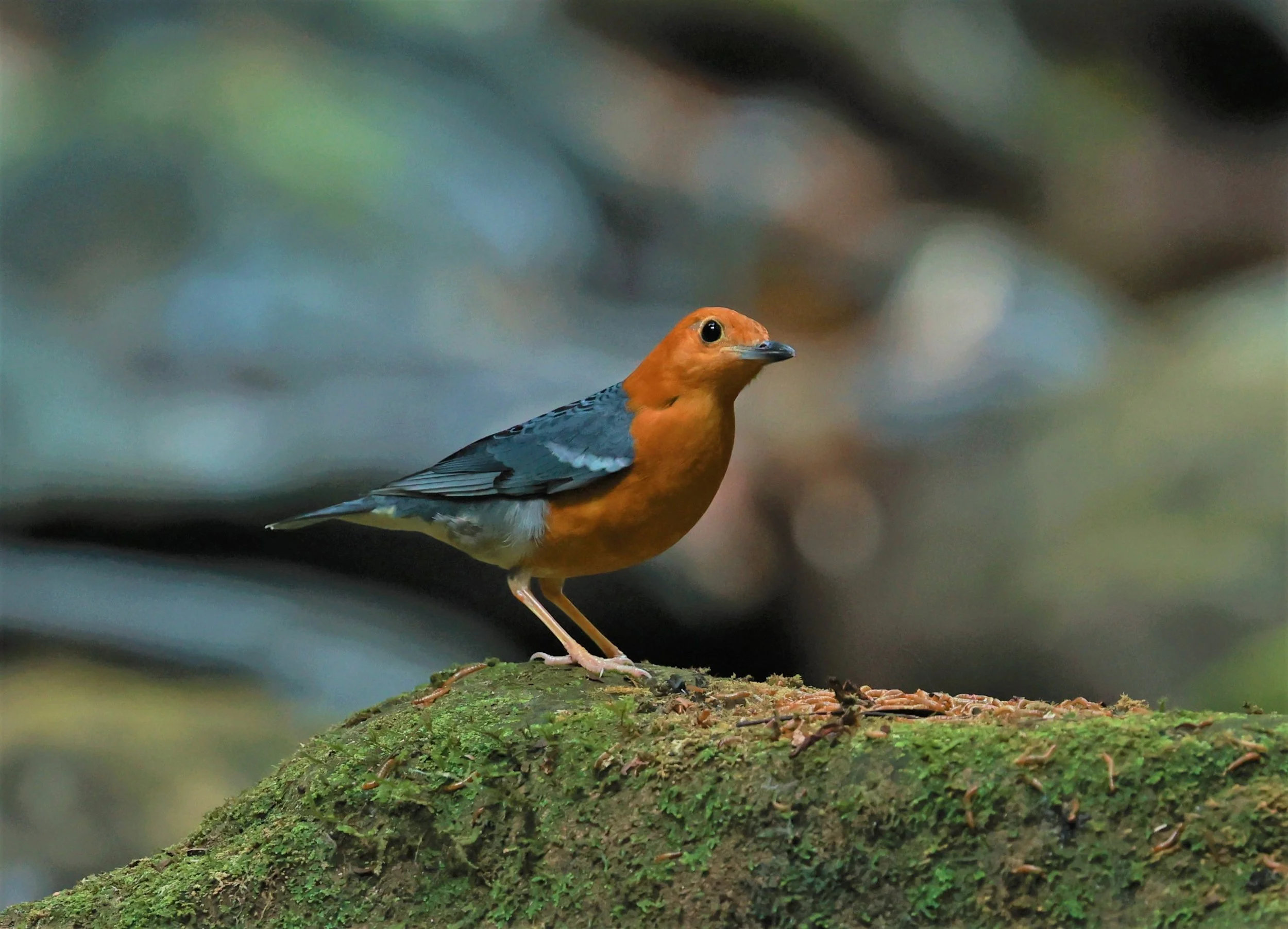 Orange-headed Thrush (Zoothera citrina) Si Phang Nga National Park, Thailand Feb 18-19, 2023 (29).jpg