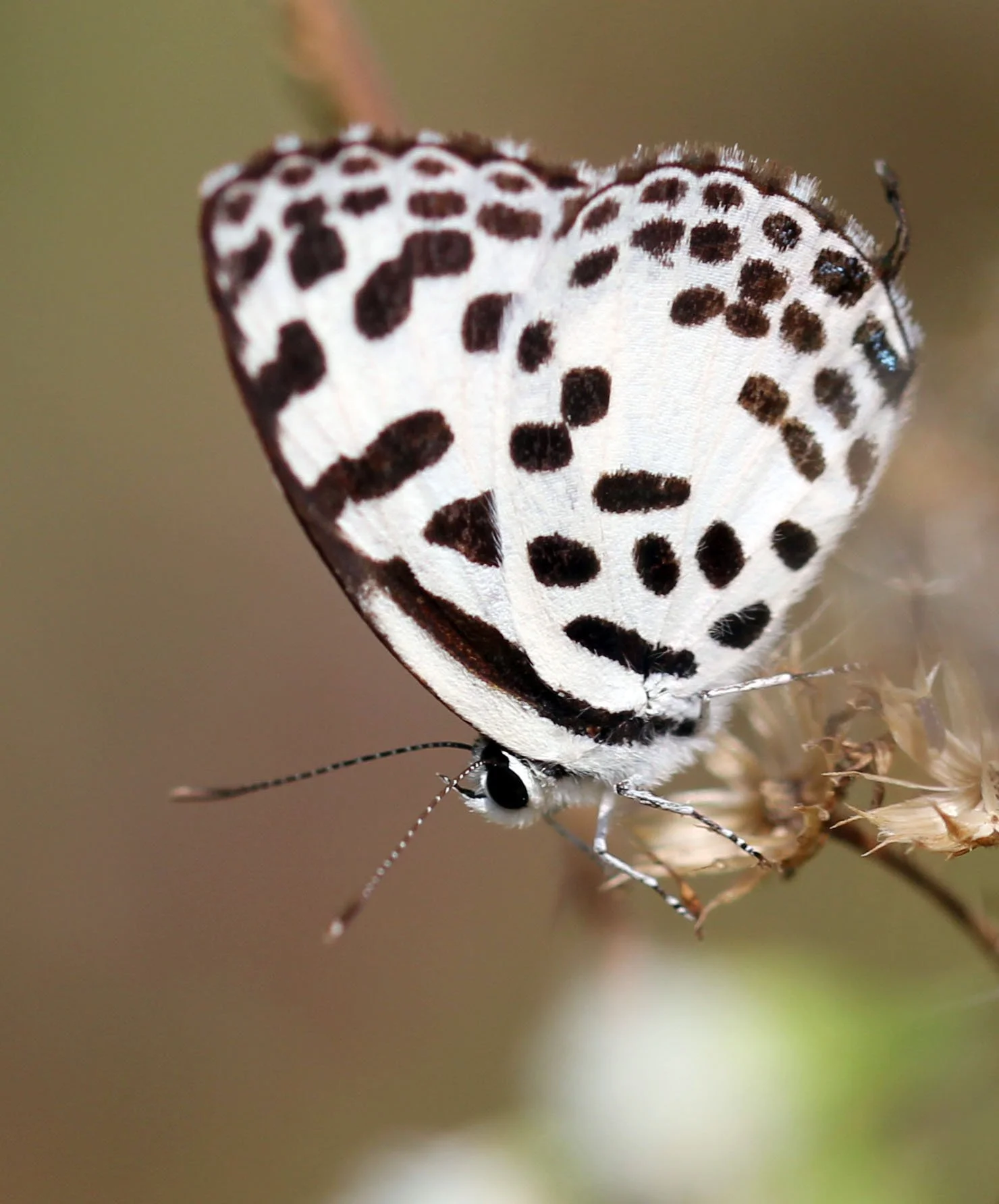 Lycaenidae - Castalius rosimon - Huai Kha Khaeng, Thailand