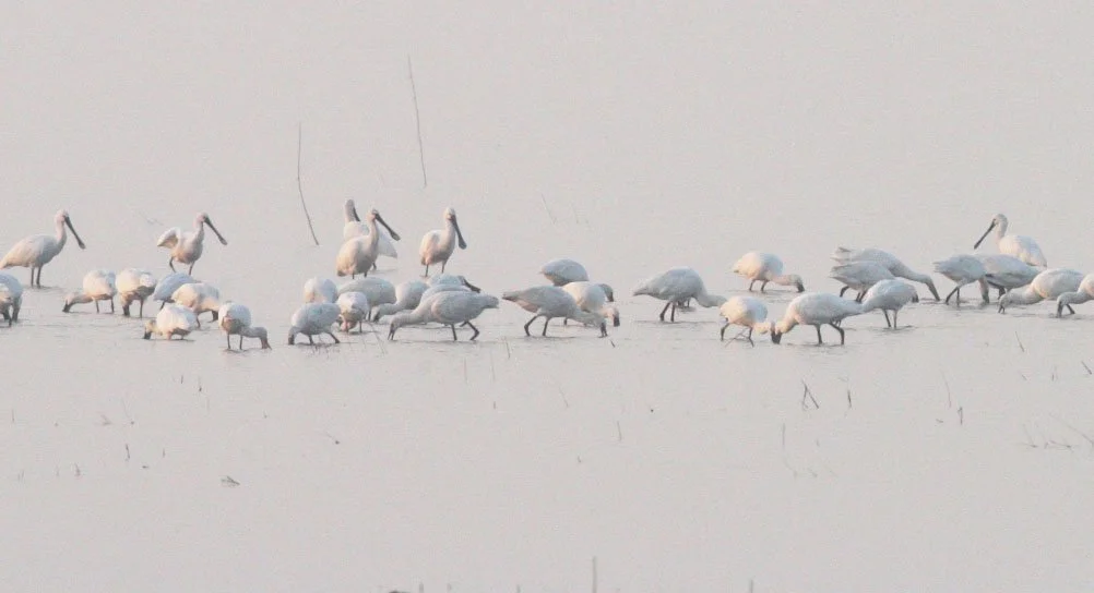 SPOONBILL - EURASIAN SPOONBILL - Platalea leucorodia - NANJI HILL RESERVE POYANG LAKE, JIANGXI PROVINCE, CHINA (53).JPG