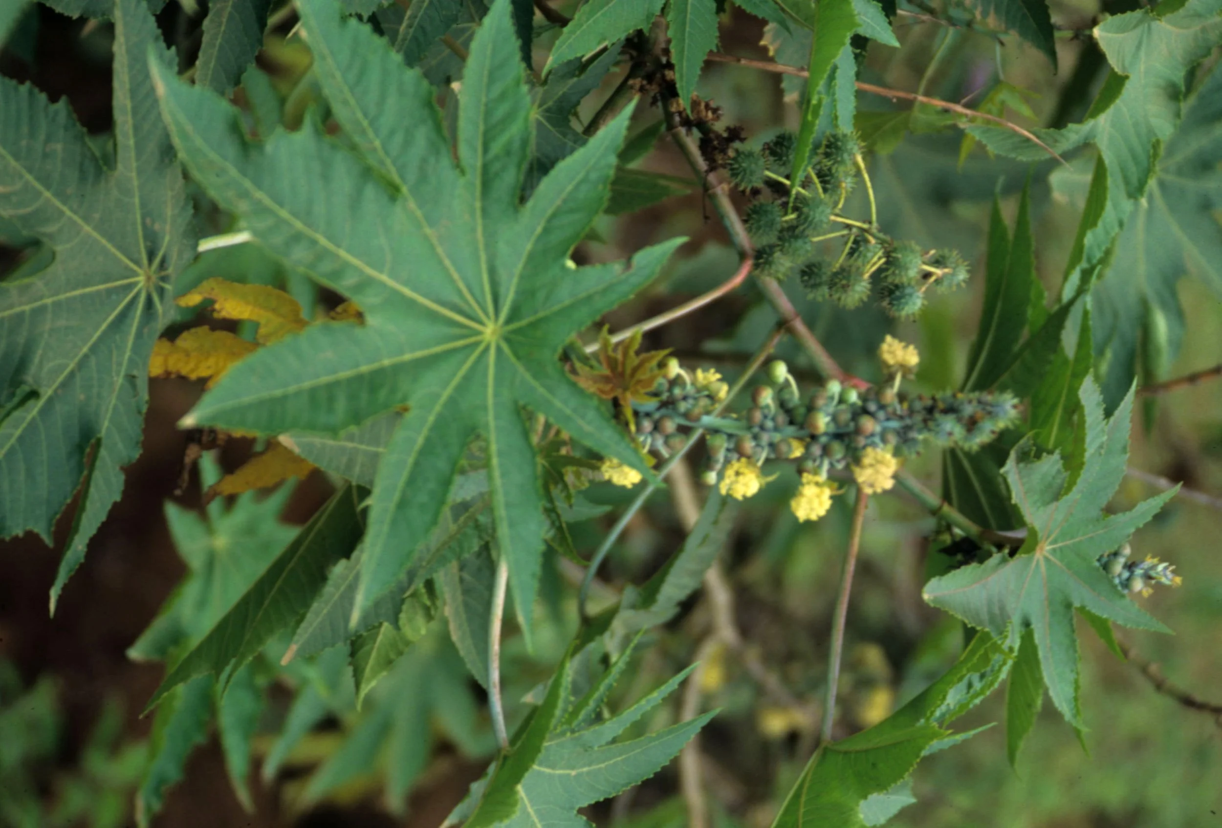 RWANDA - PLANT SPECIES.jpg