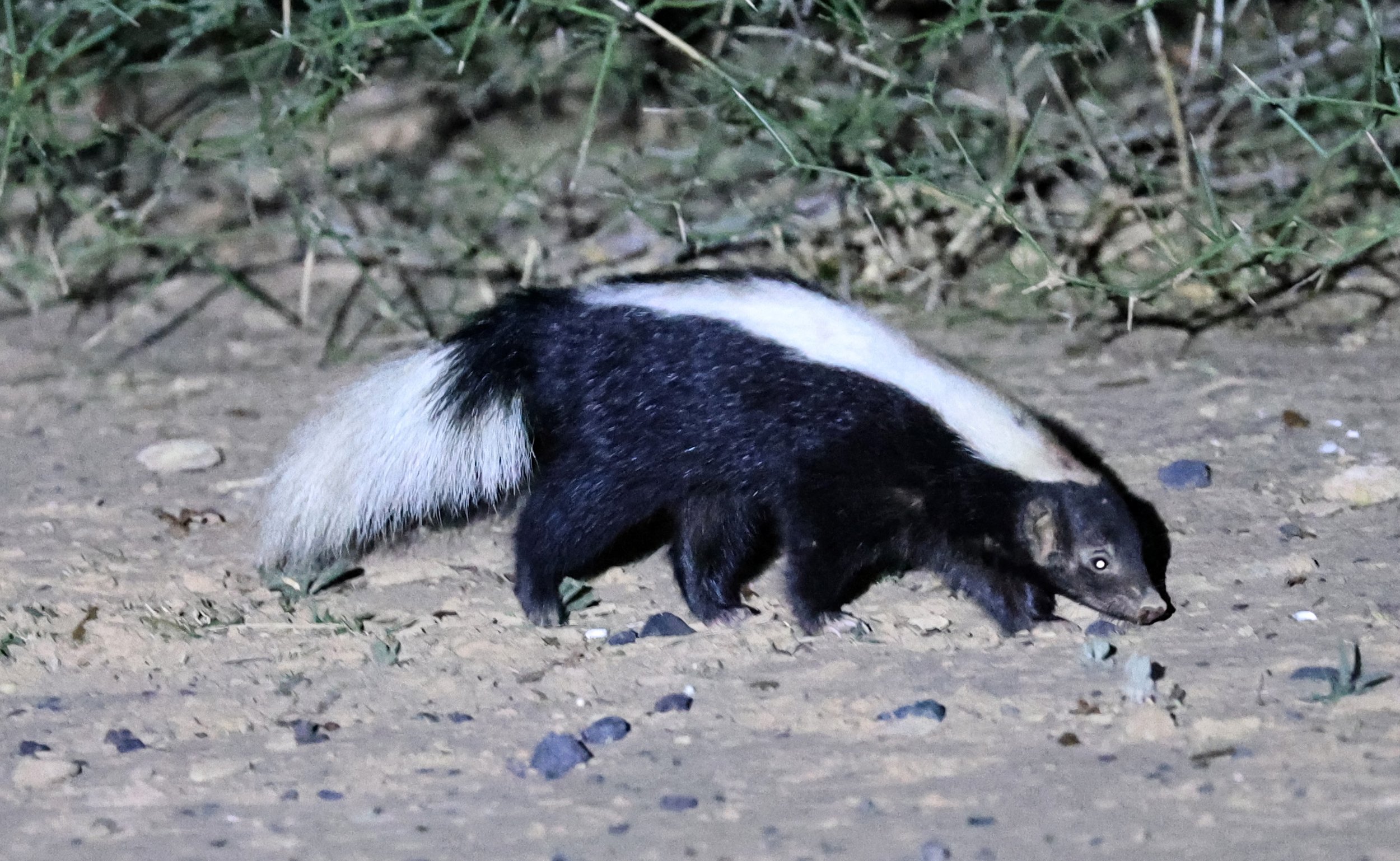 Molina's Hog-nosed Skunk (Conepatus chinga) Estancia Campo'í Paraguay (151).jpg