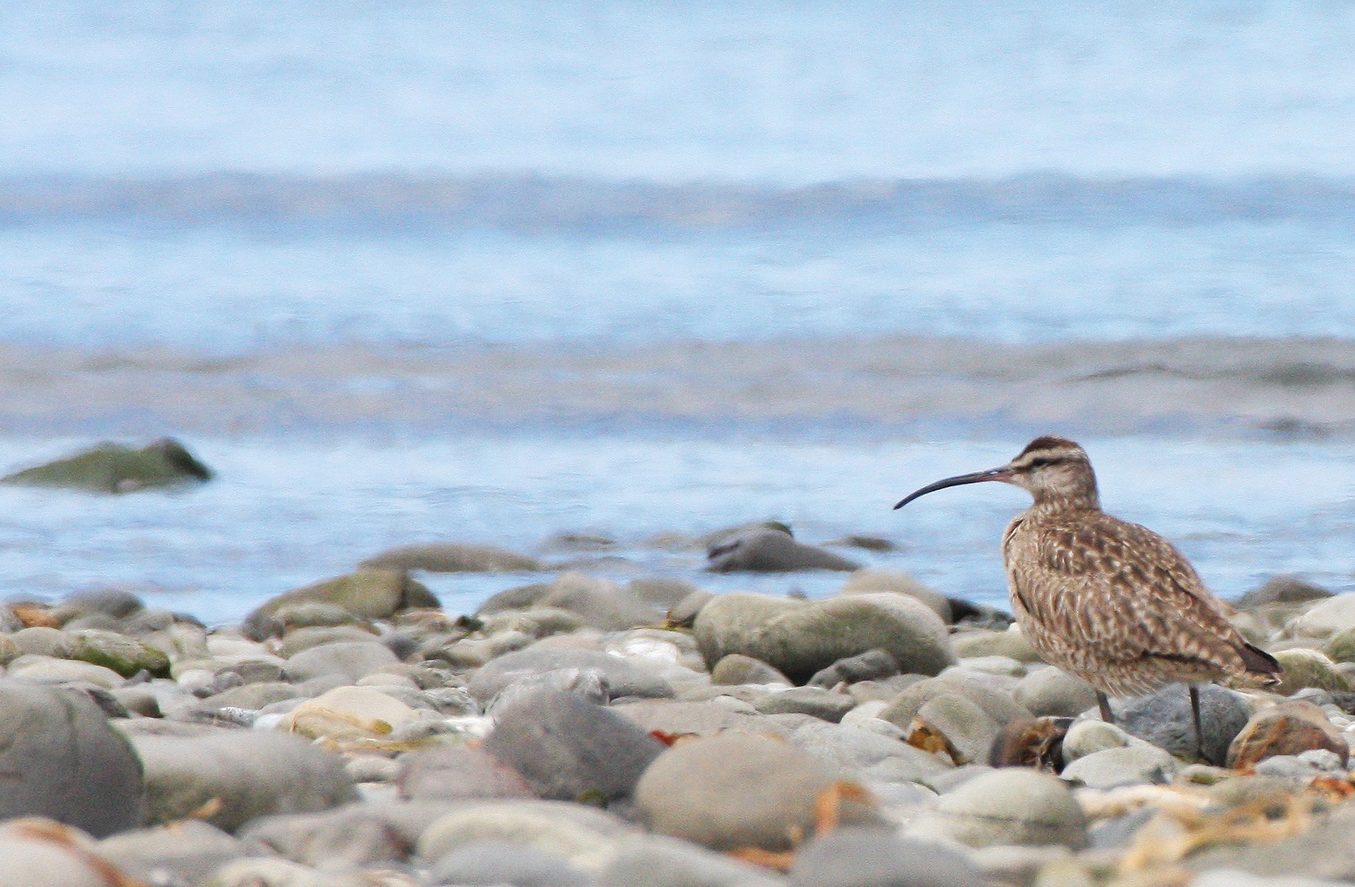 BIRD - WHIMBREL - ELWHA RIVER MOUTH WA (11).JPG
