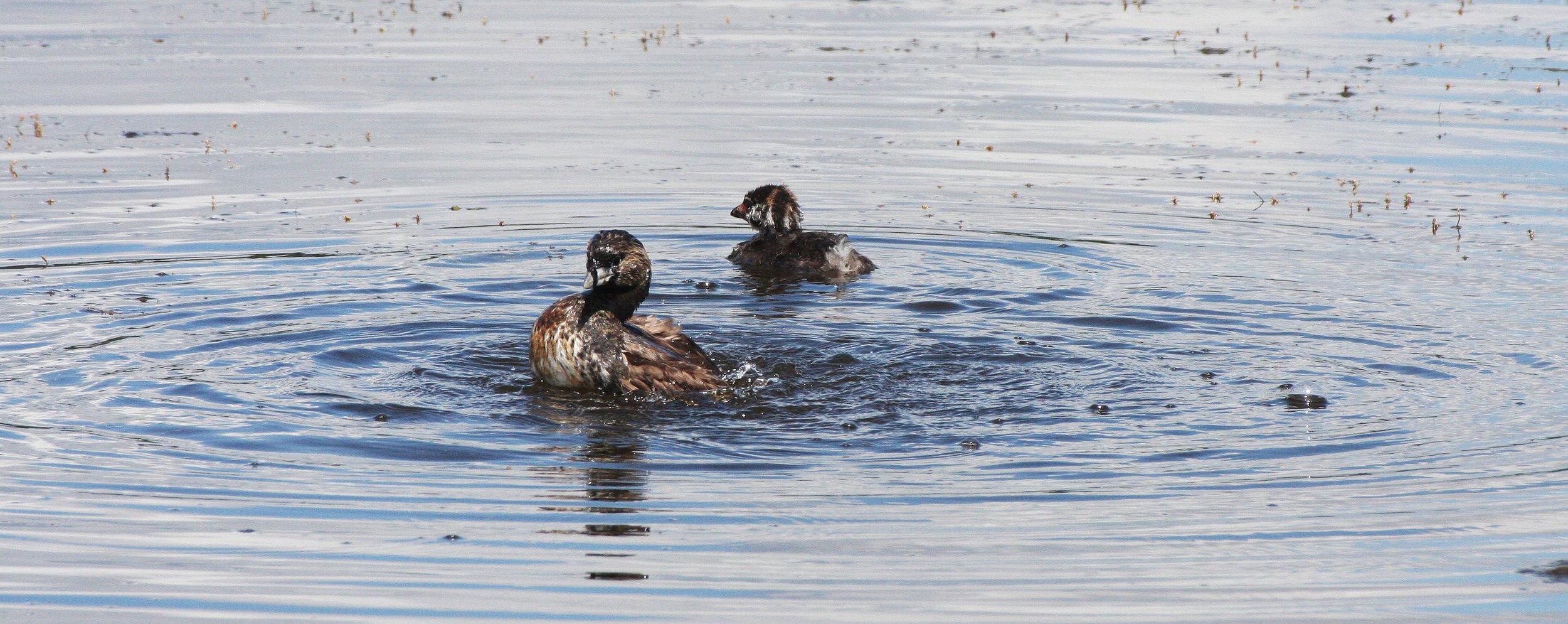 Pied-billed Grebe (Podilymbus podiceps) Ridgefield NWR Washington (1).JPG