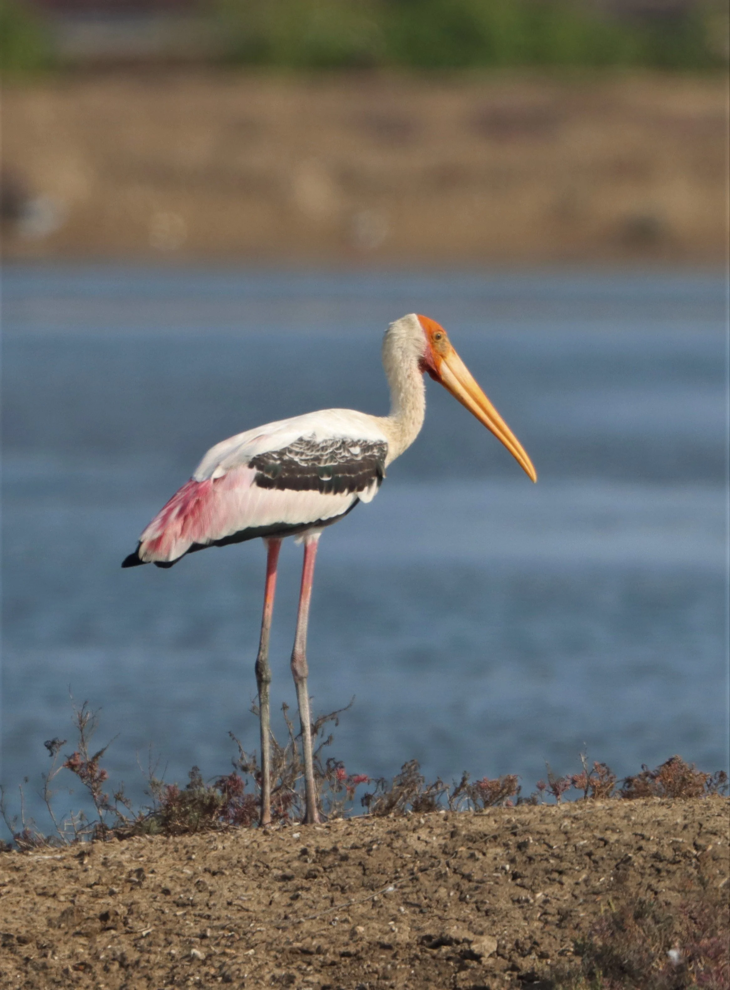 STORK - PAINTED STORK - Mycteria leucocephala - BANG PAKONG SALT PANS CHACHOENGSAO WEST OF RIVER (3).jpg