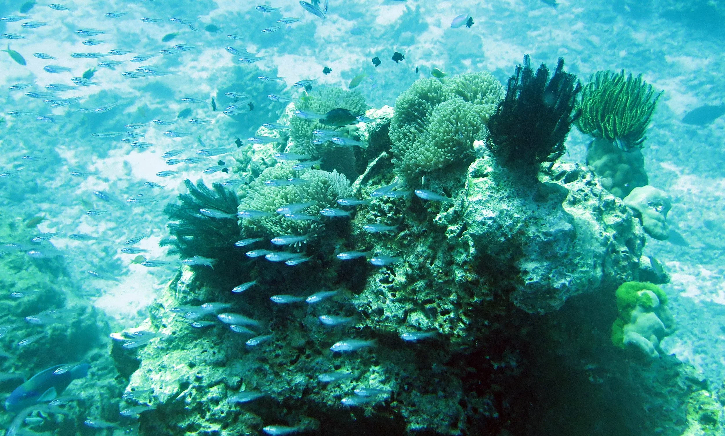 2014 Similan Islands Marine Park Thailand ISB Dive Trip (6).JPG