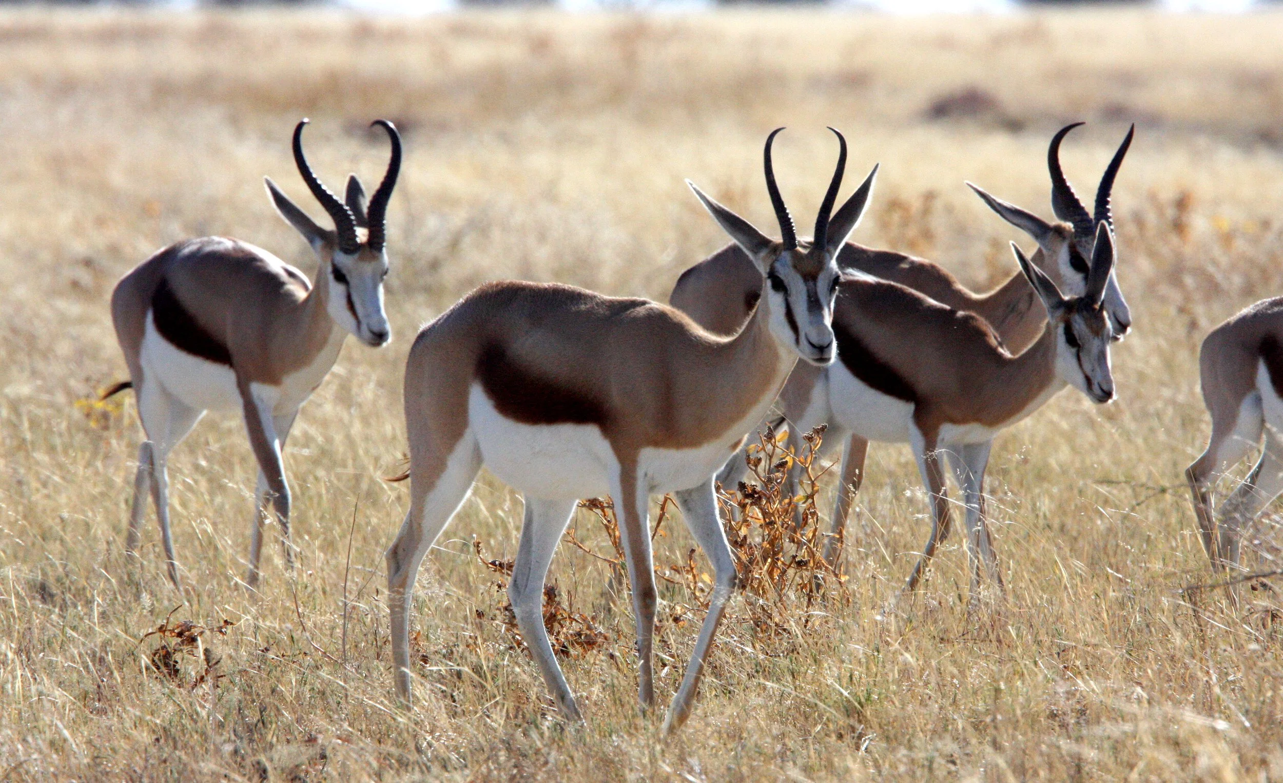SPRINGBOK - ANGOLAN SPRINGBOK - Antidorcus angolensis - ETOSHA NATIONAL PARK NAMIBIA  (66).JPG