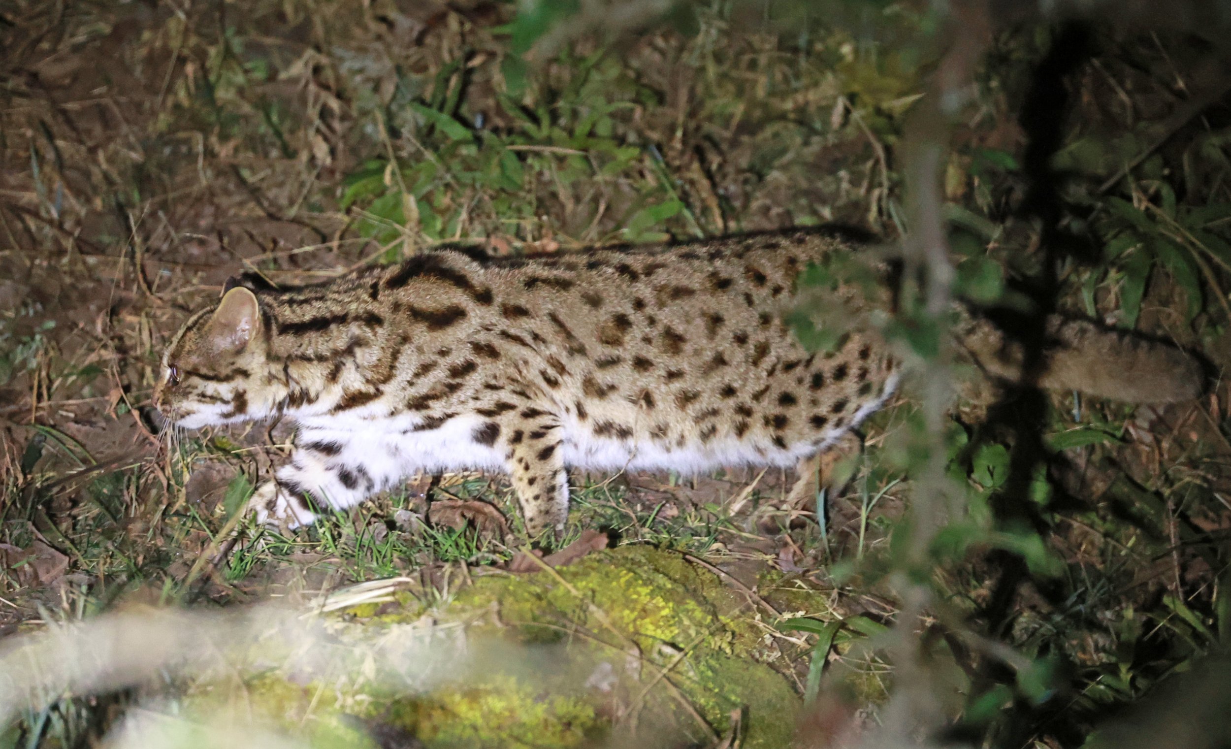 Mainland Leopard Cat (Prionailurus bengalensis) Tangjiahe National Nature Reserve, Sichuan China (40).jpg